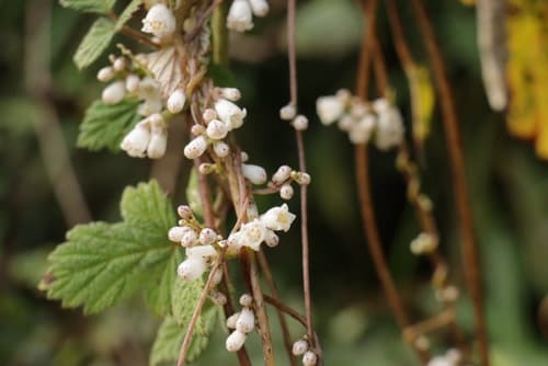 Giant Dodder
