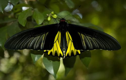 Golden Birdwing