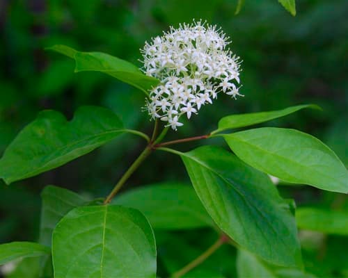 Gray Dogwood