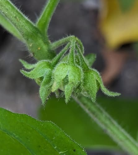 Hairy Nightshade