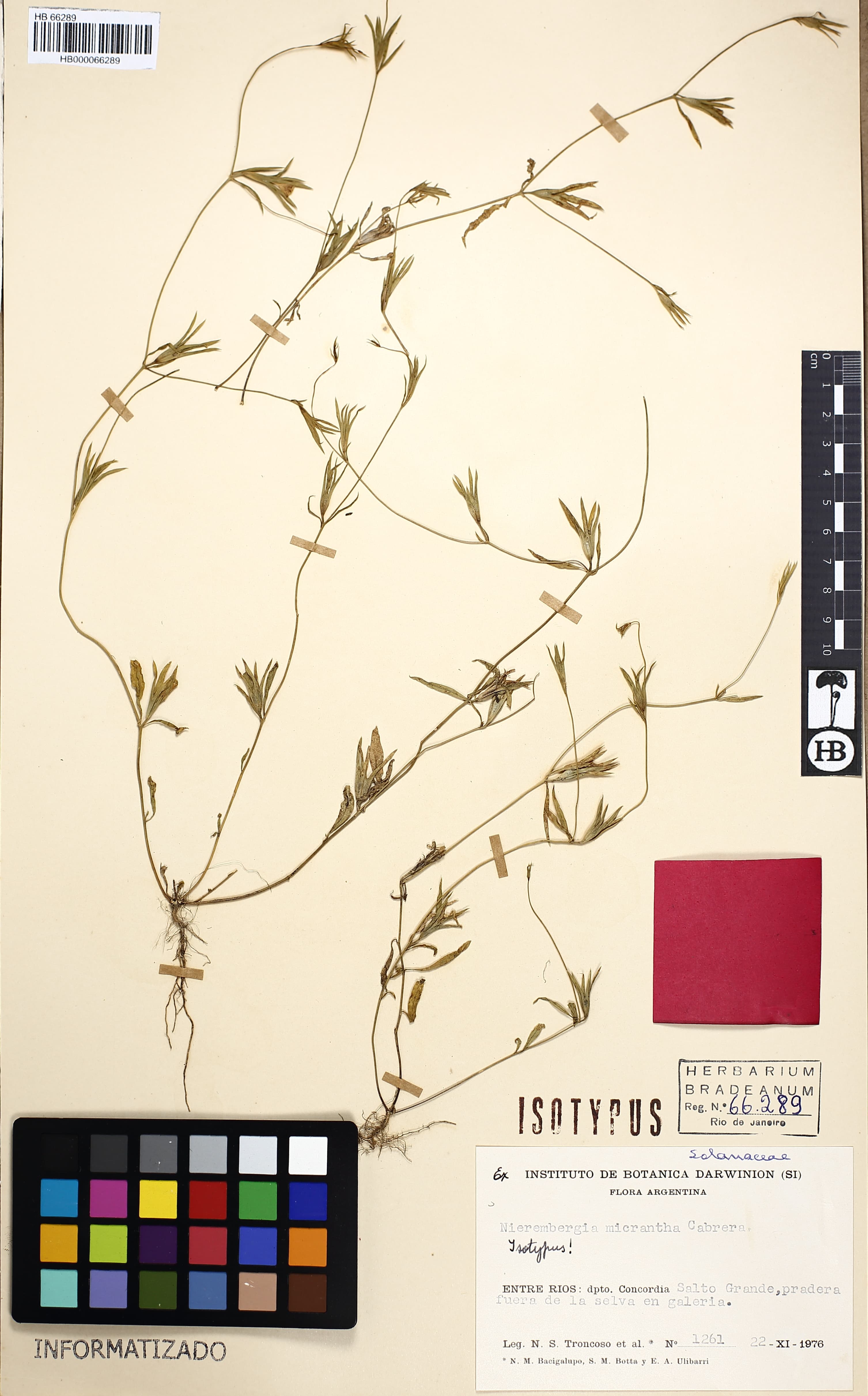 Nierembergia micrantha