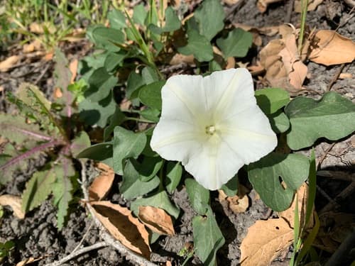 Hillside False Bindweed