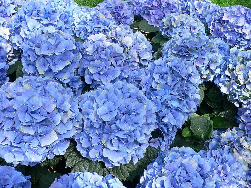 Hydrangea lobbii
