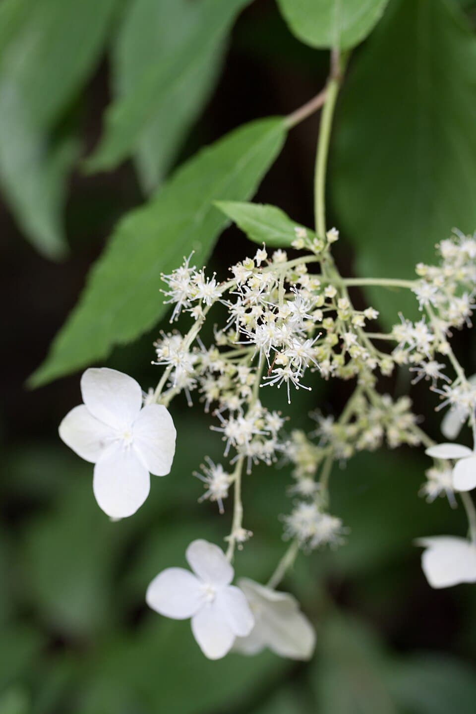 Hydrangea macrocarpa