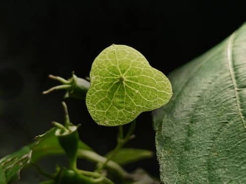 Hydrangea platyarguta