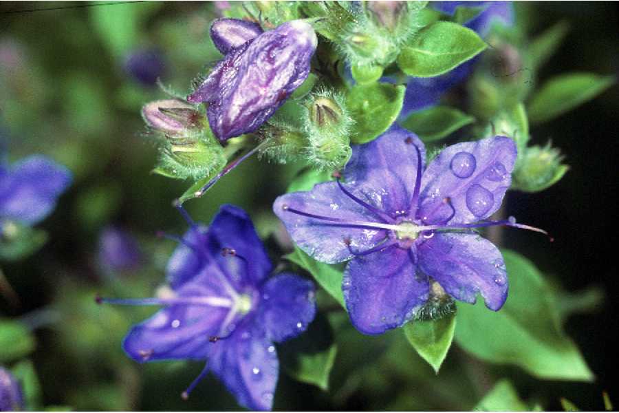 Hydrolea brevistyla