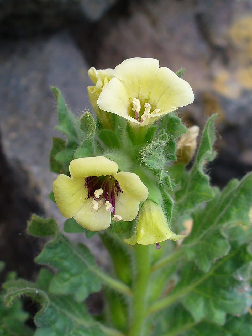 Hyoscyamus malekianus