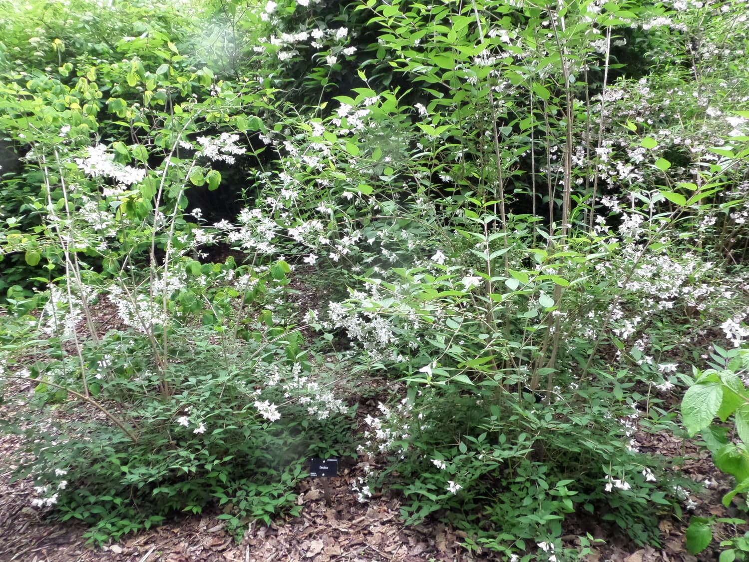 Philadelphus calvescens