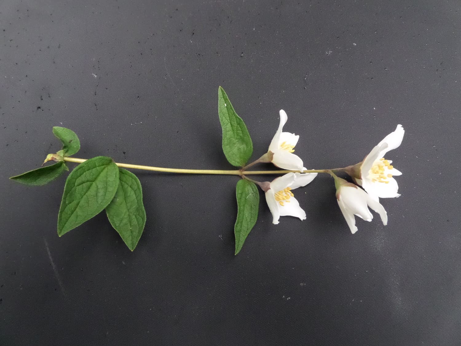 Philadelphus calvescens