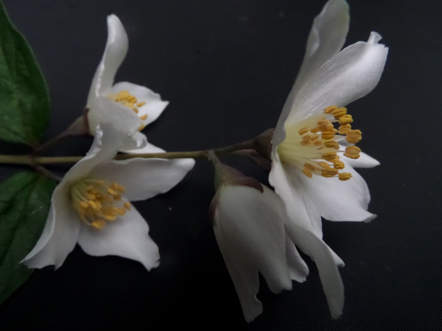 Mock Orange