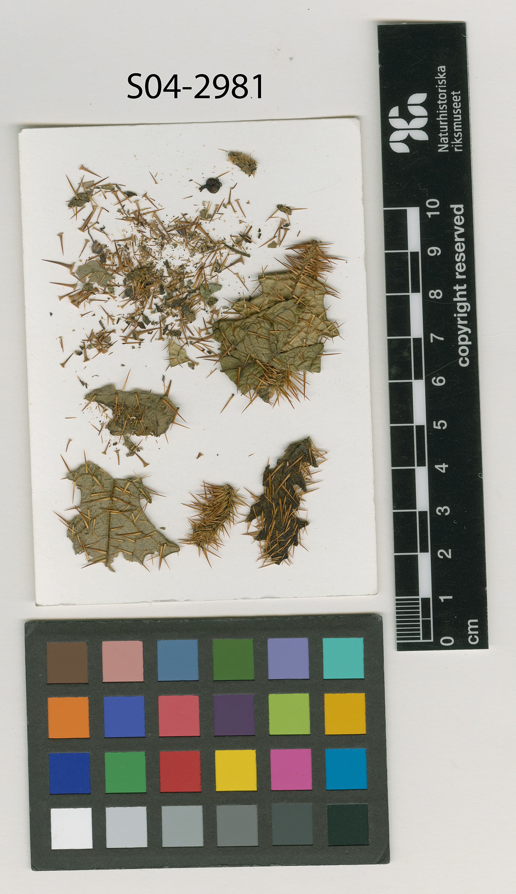 Solanum selleanum