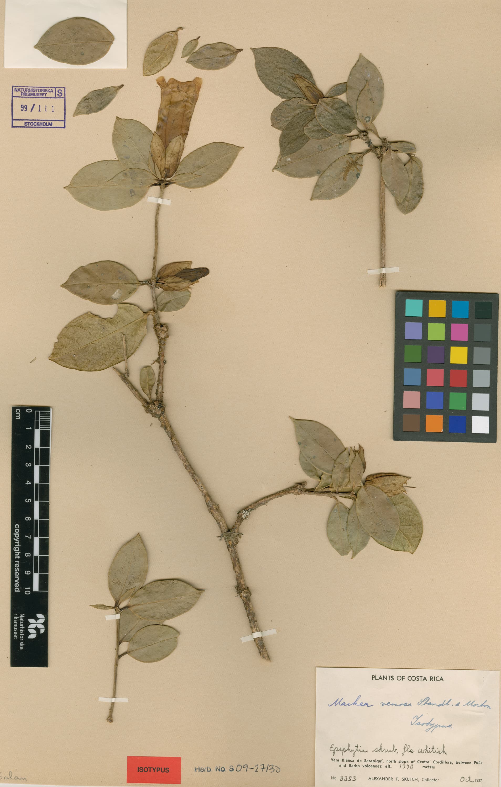 Schultesianthus venosus