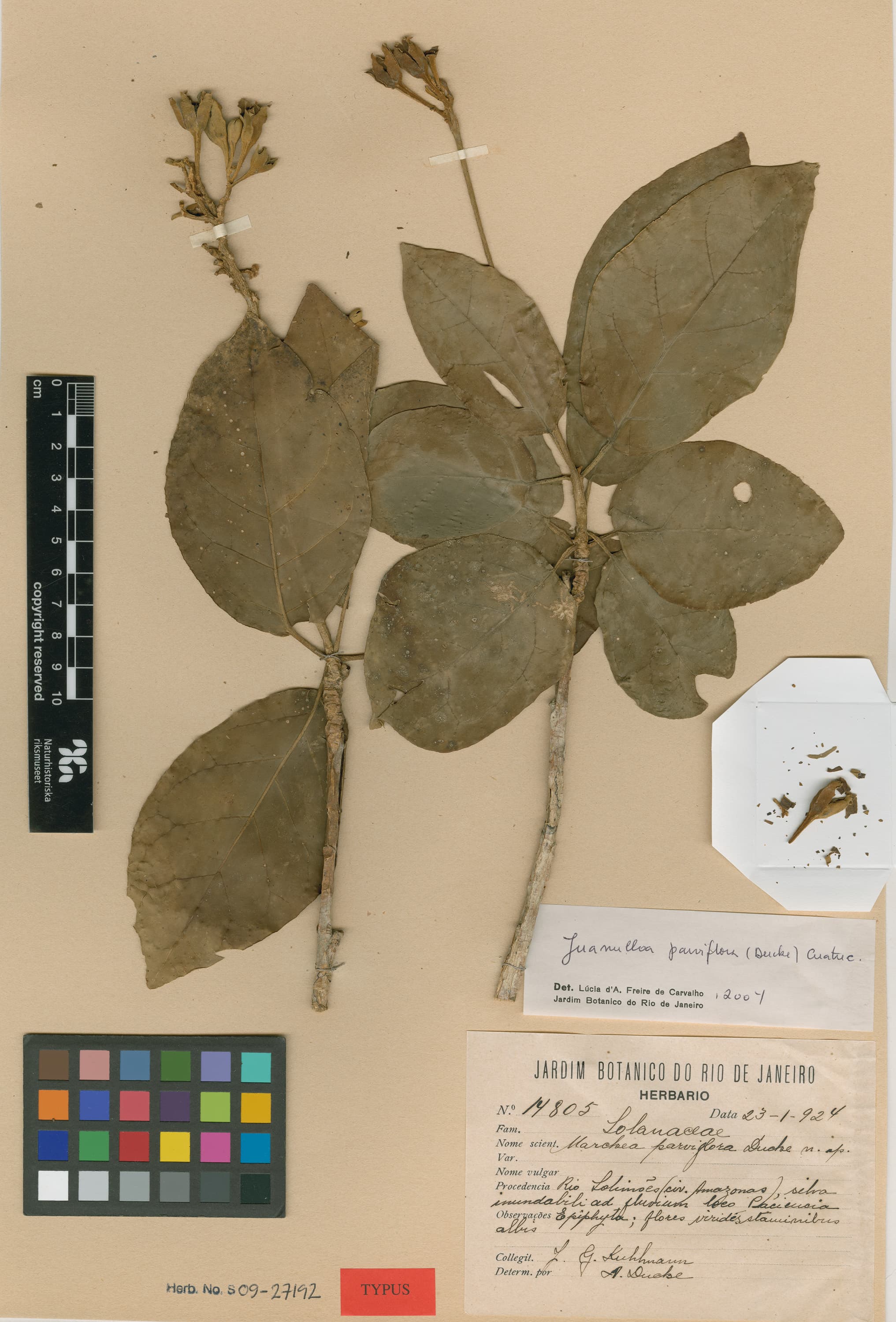 Juanulloa parviflora