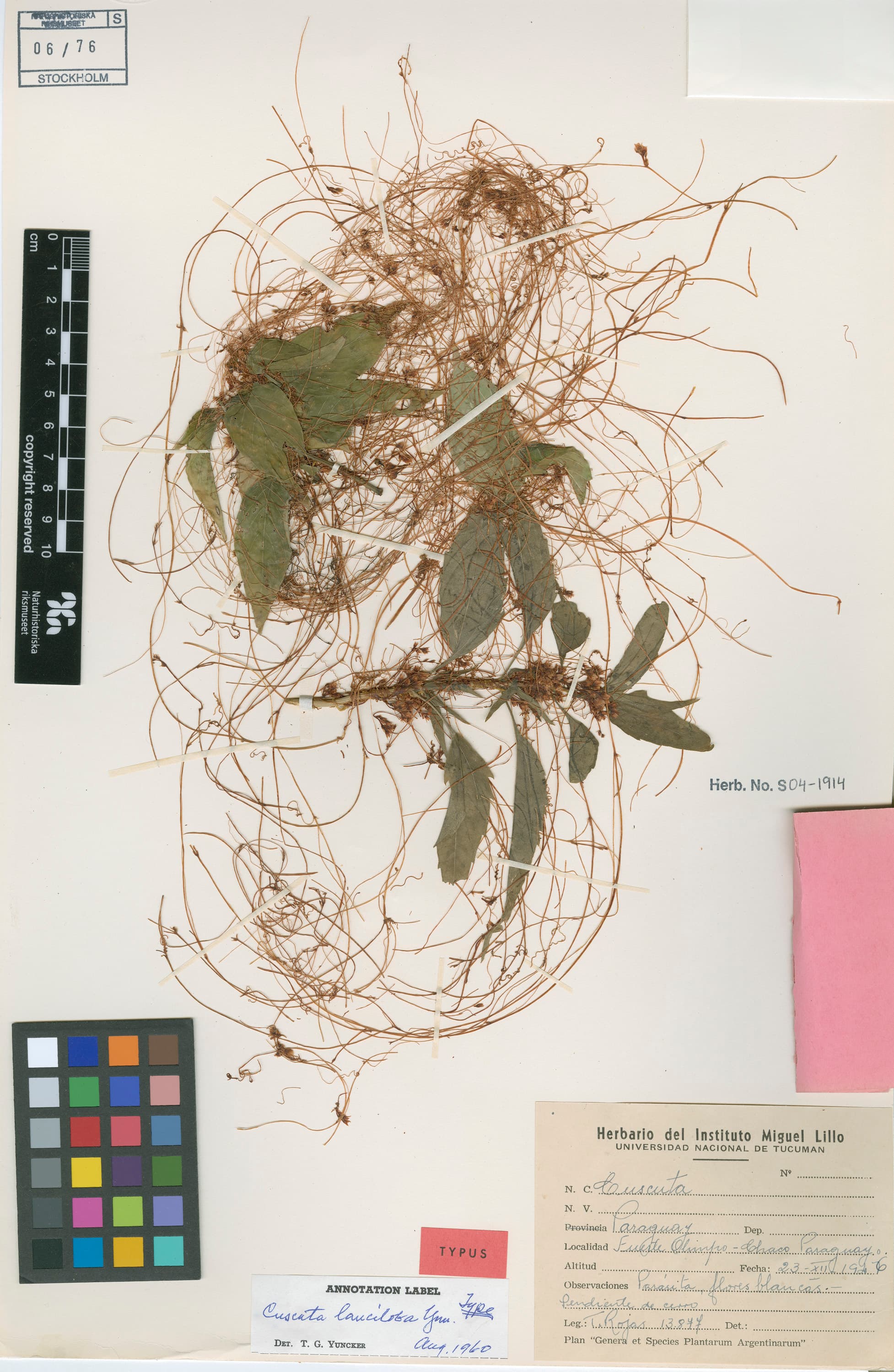 Cuscuta longiloba