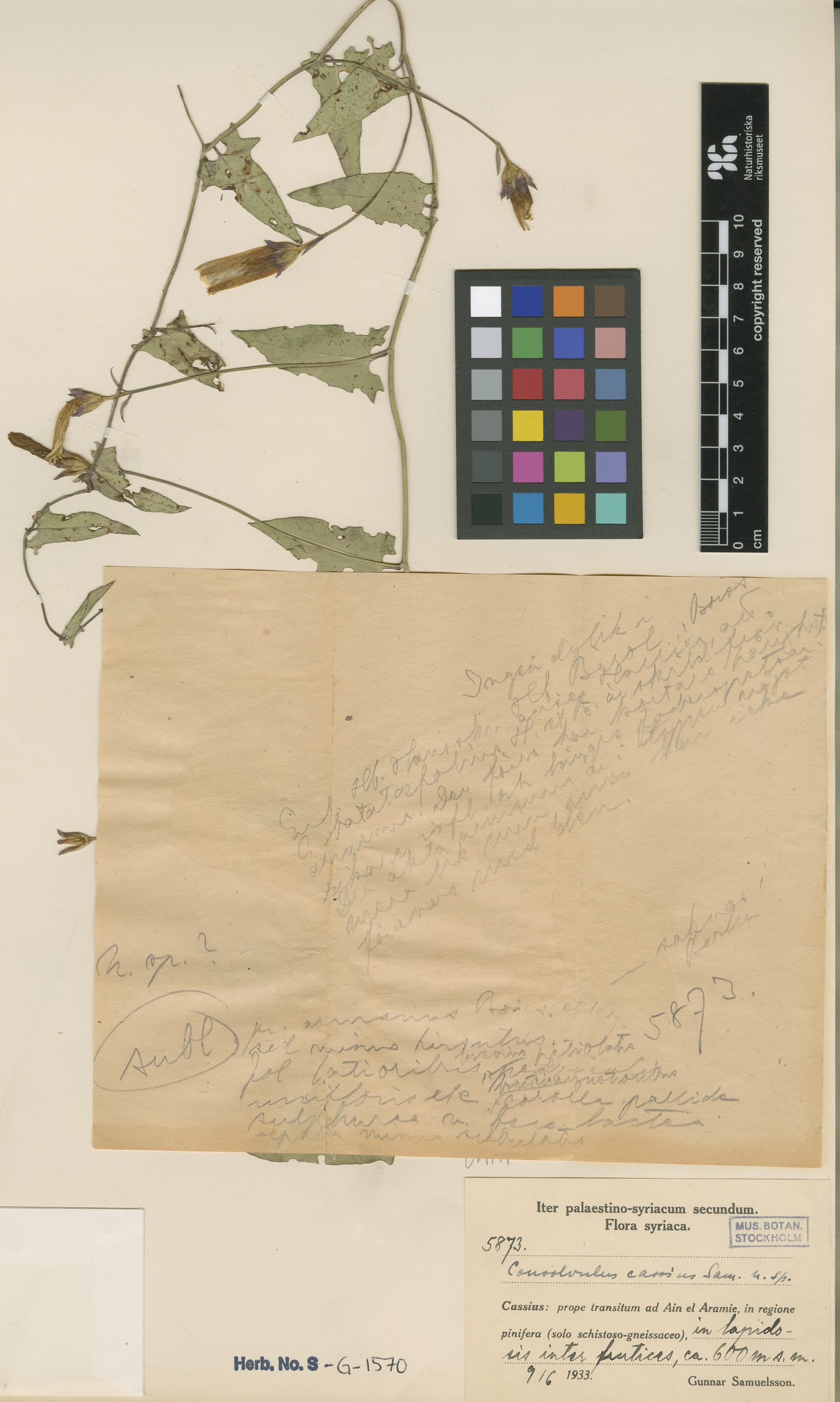 Convolvulus cassius