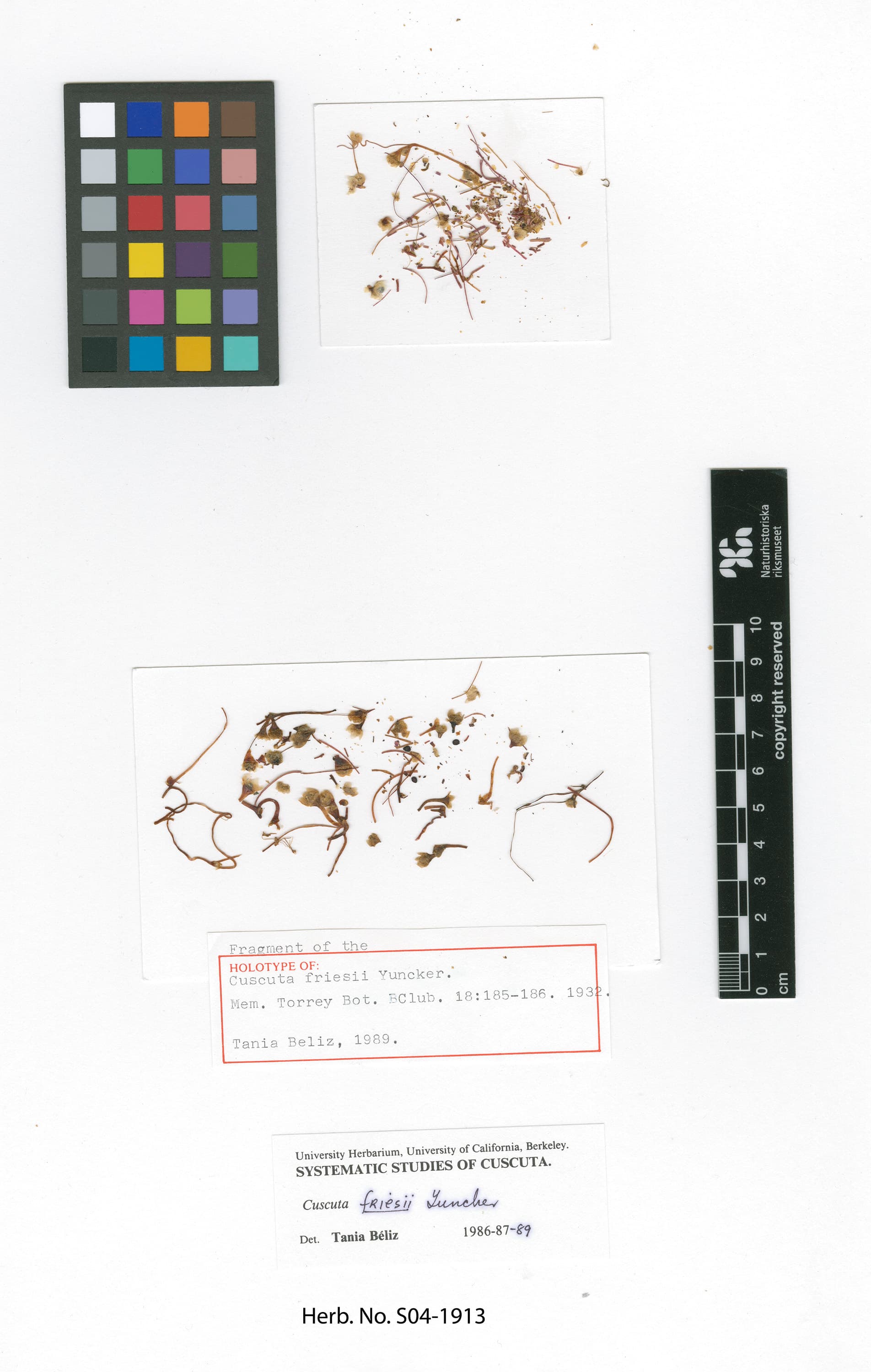 Cuscuta friesii
