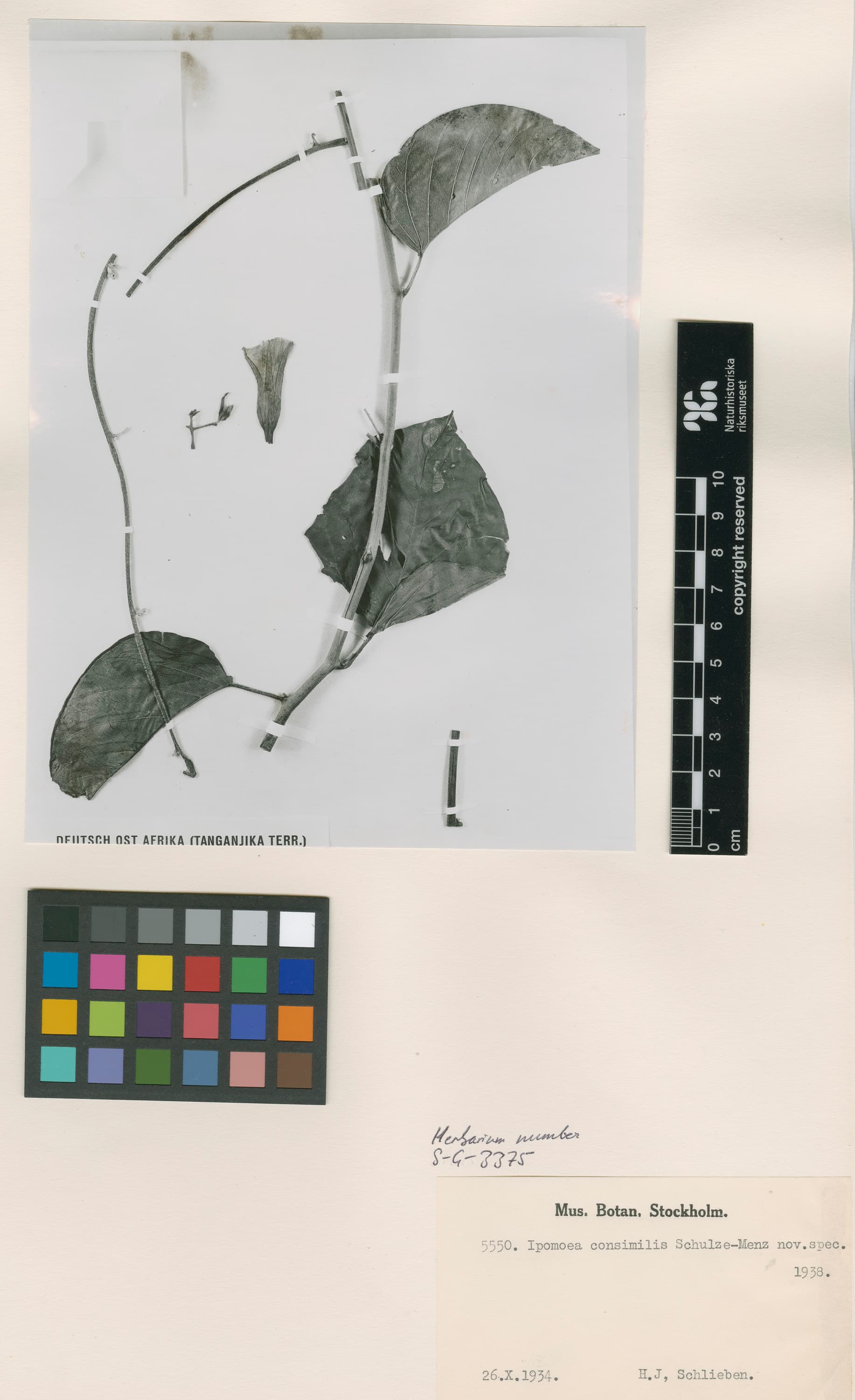 Ipomoea consimilis