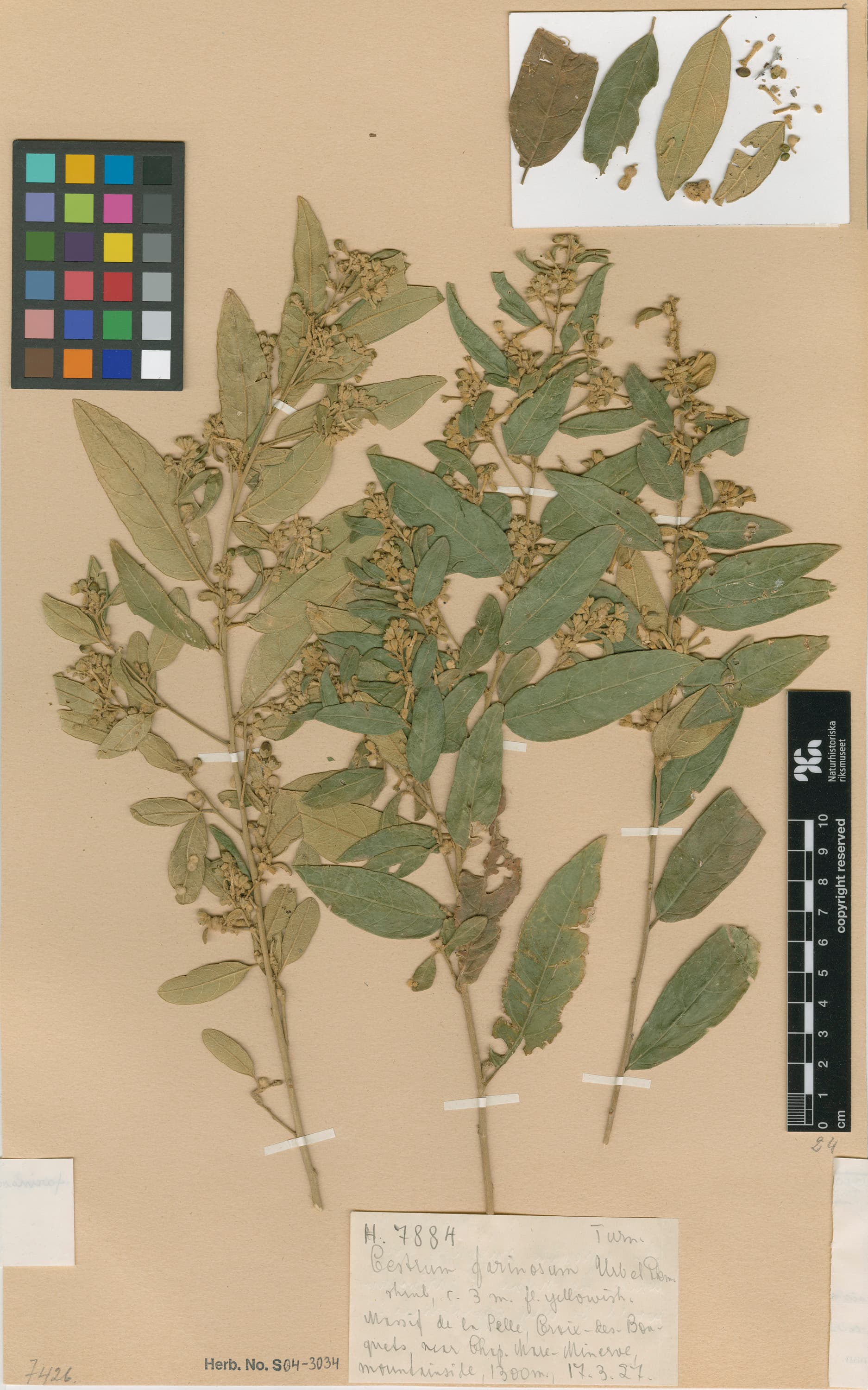 Cestrum farinosum