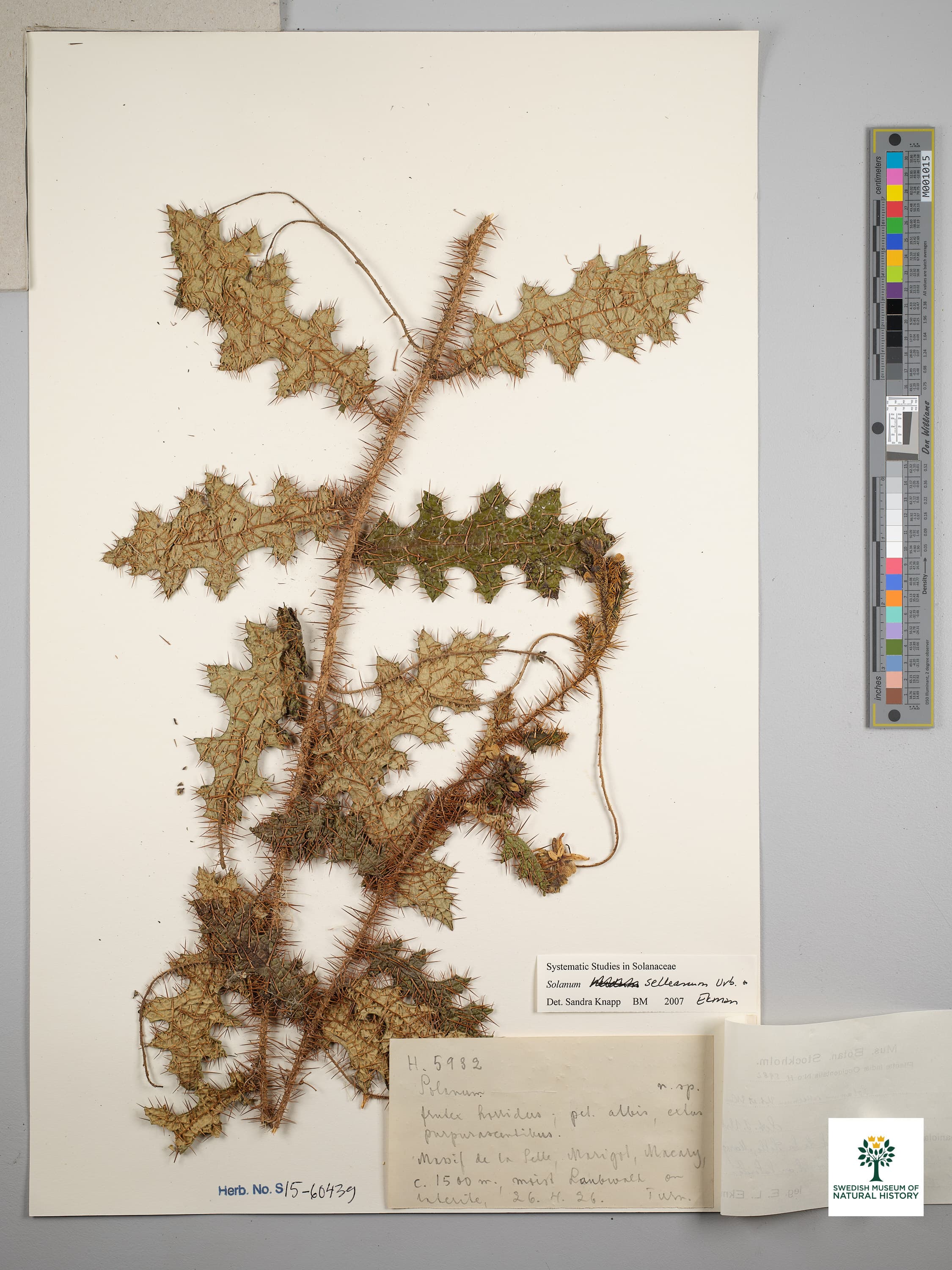 Solanum selleanum