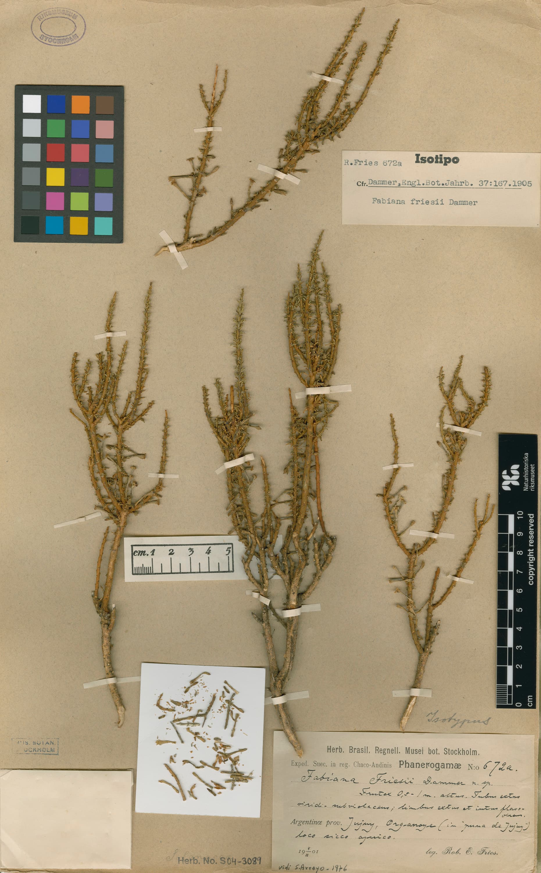 Fabiana friesii