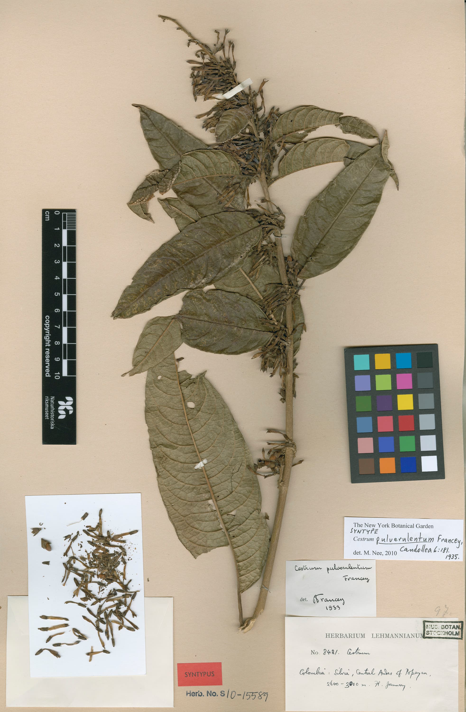 Cestrum pulverulentum