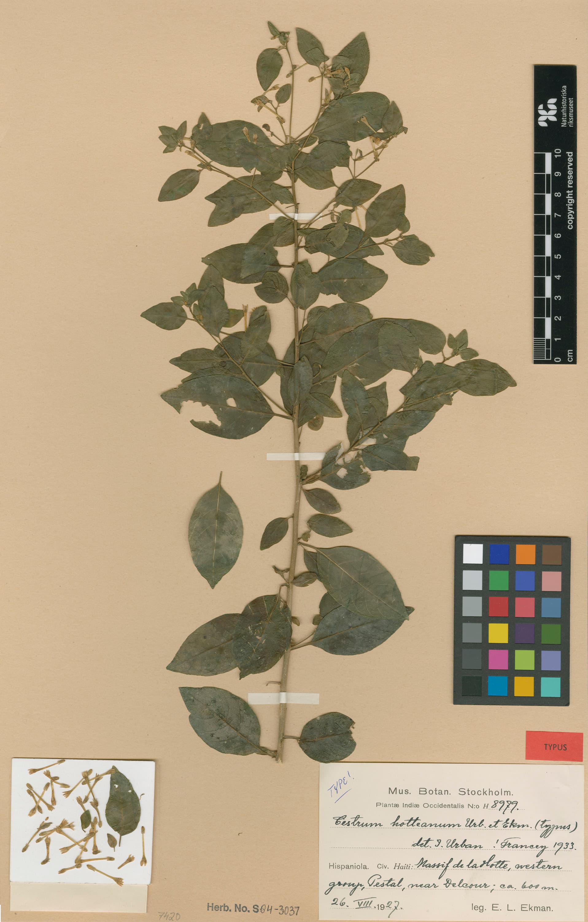 Cestrum hotteanum