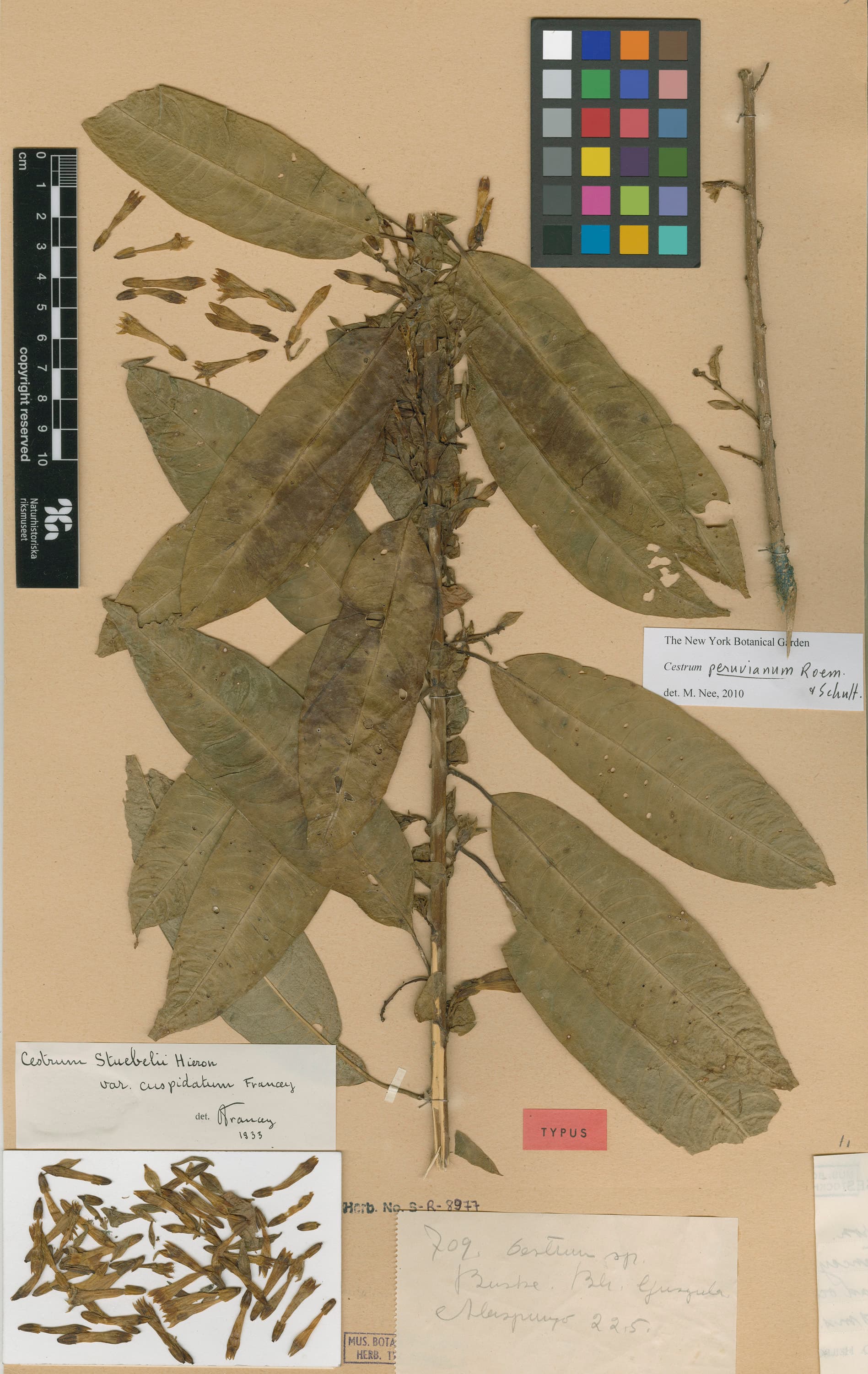 Cestrum stuebelii