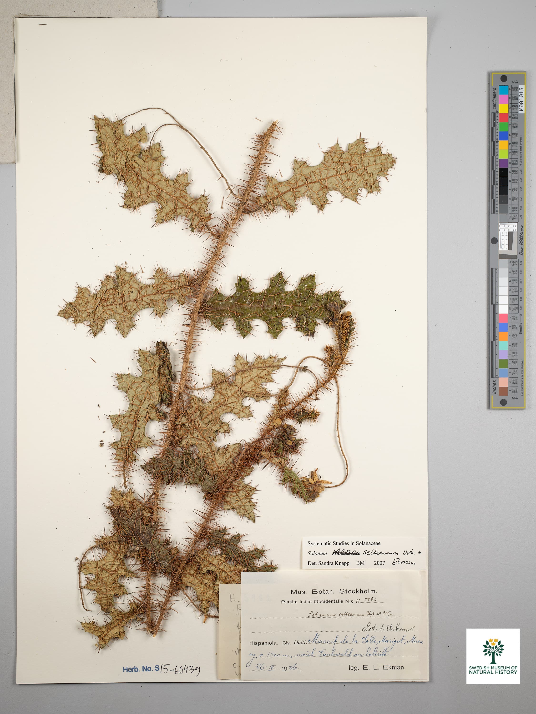 Solanum selleanum