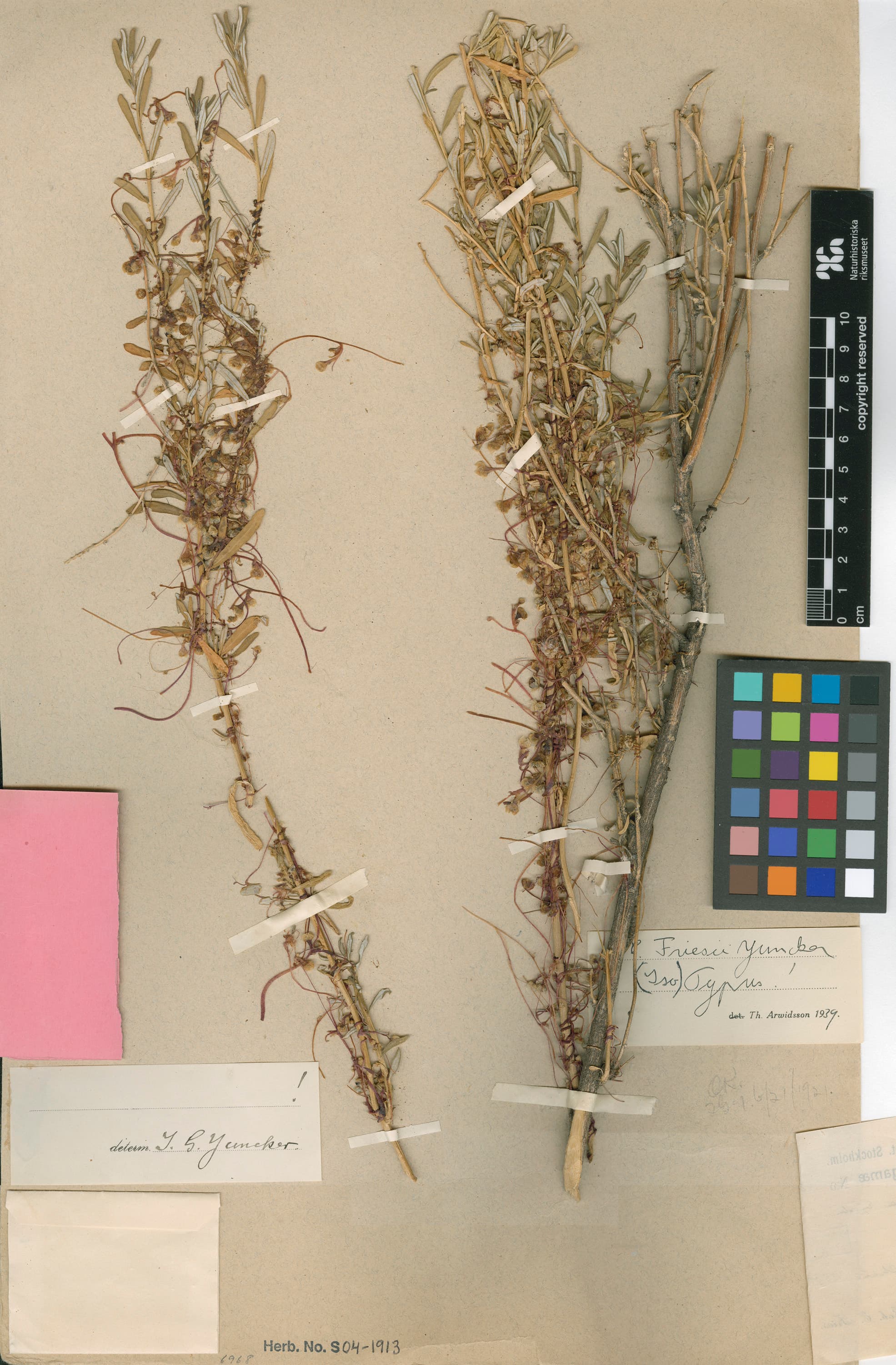 Cuscuta friesii