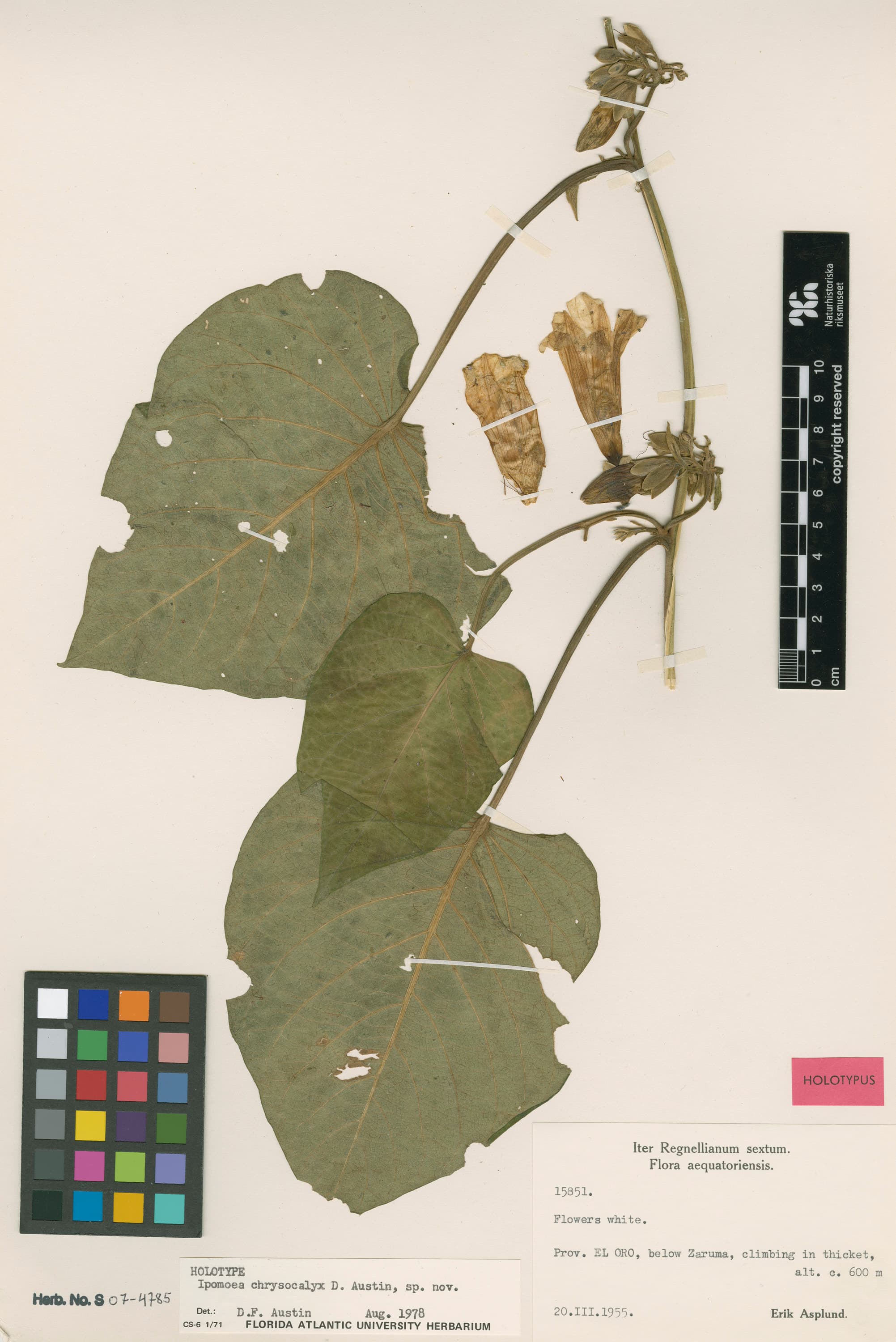 Ipomoea chrysocalyx