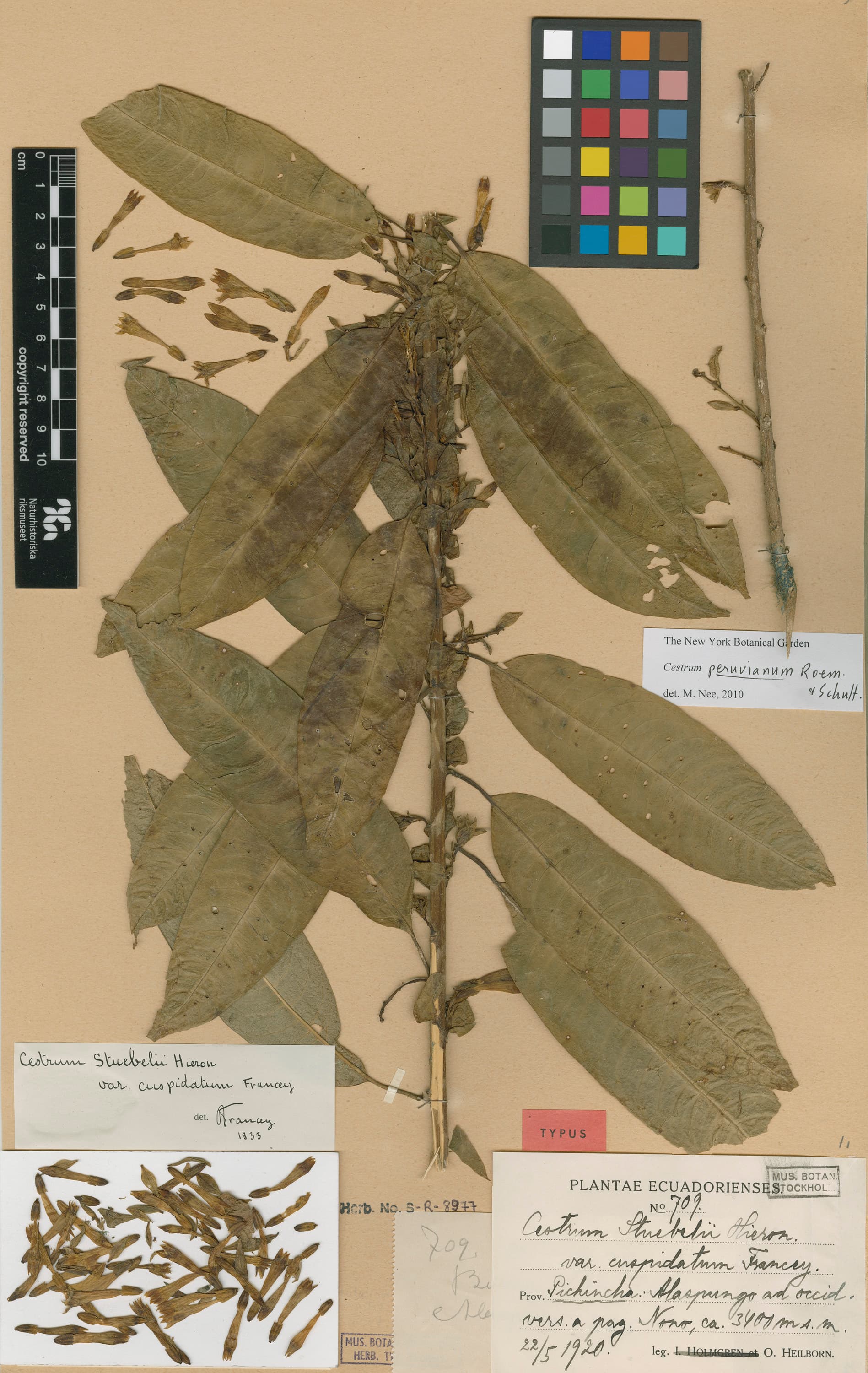 Cestrum stuebelii