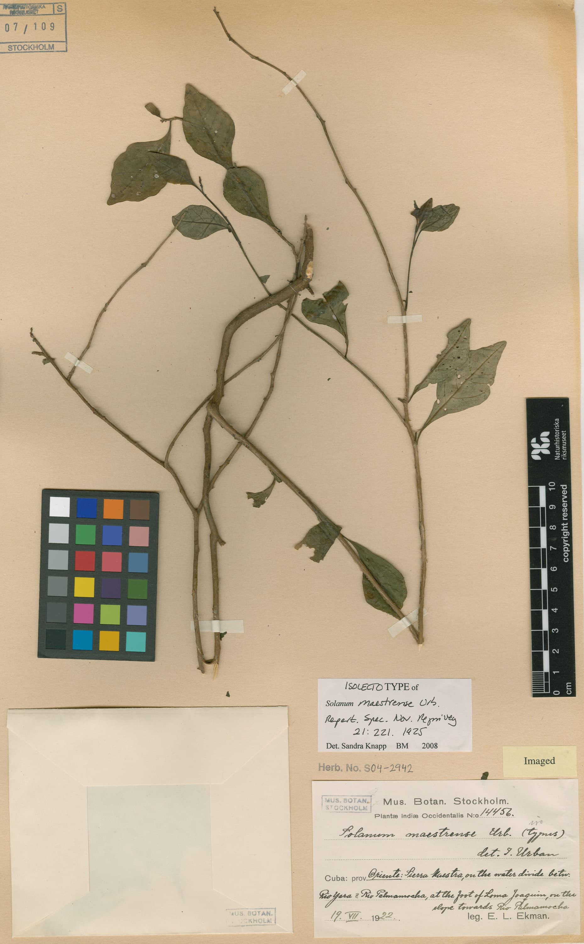 Solanum maestrense