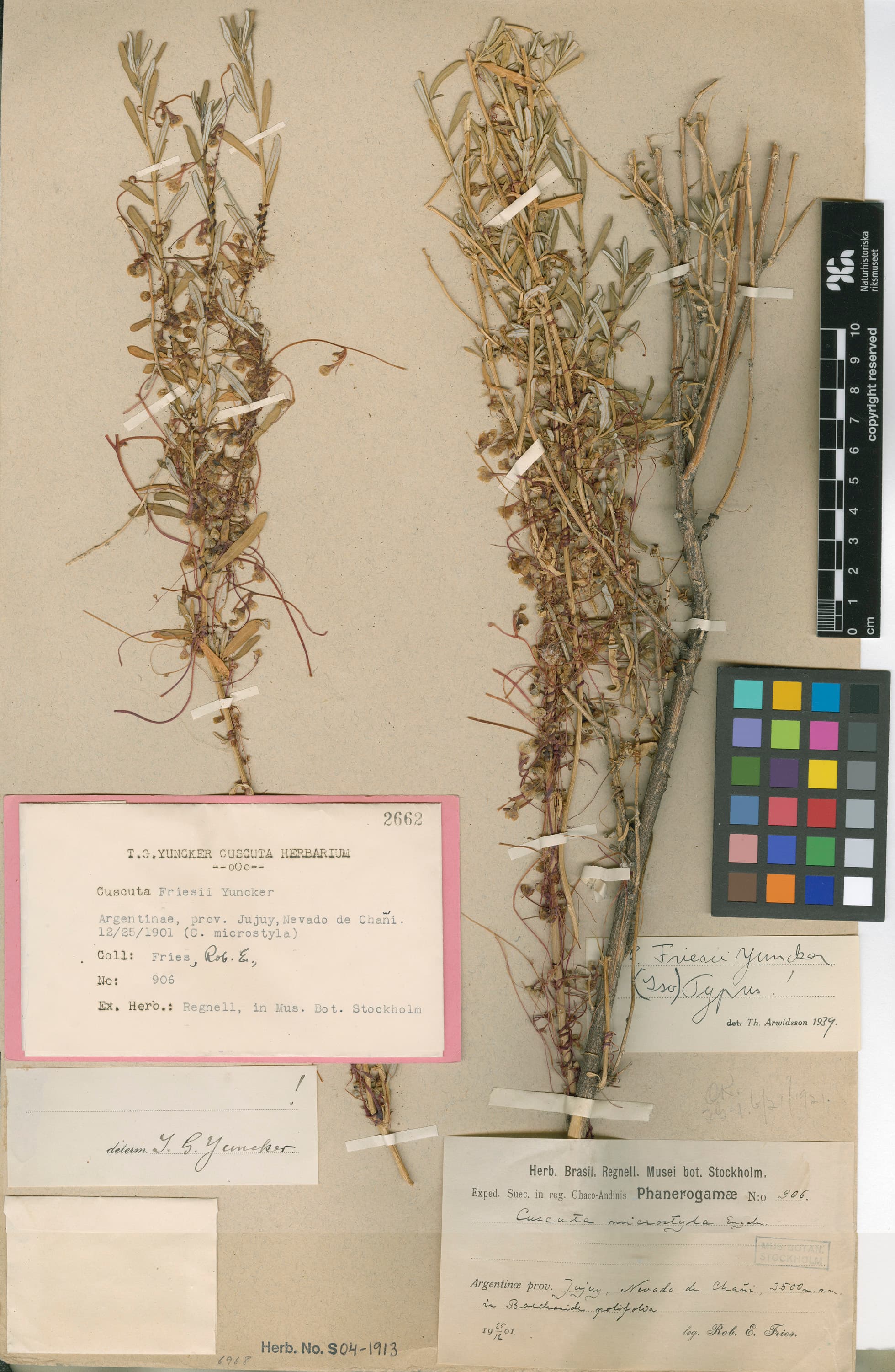 Cuscuta friesii