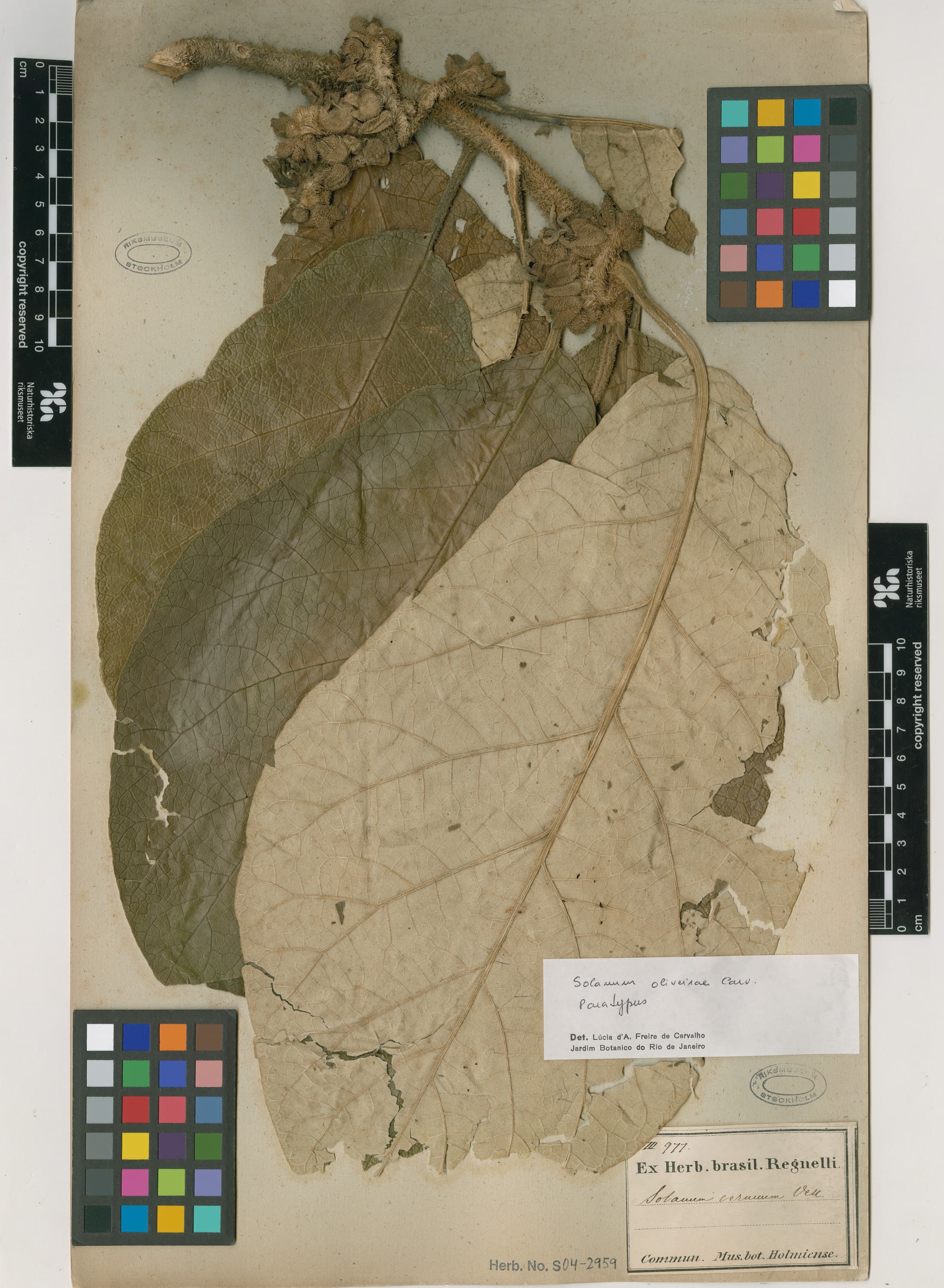 Solanum oliveirae