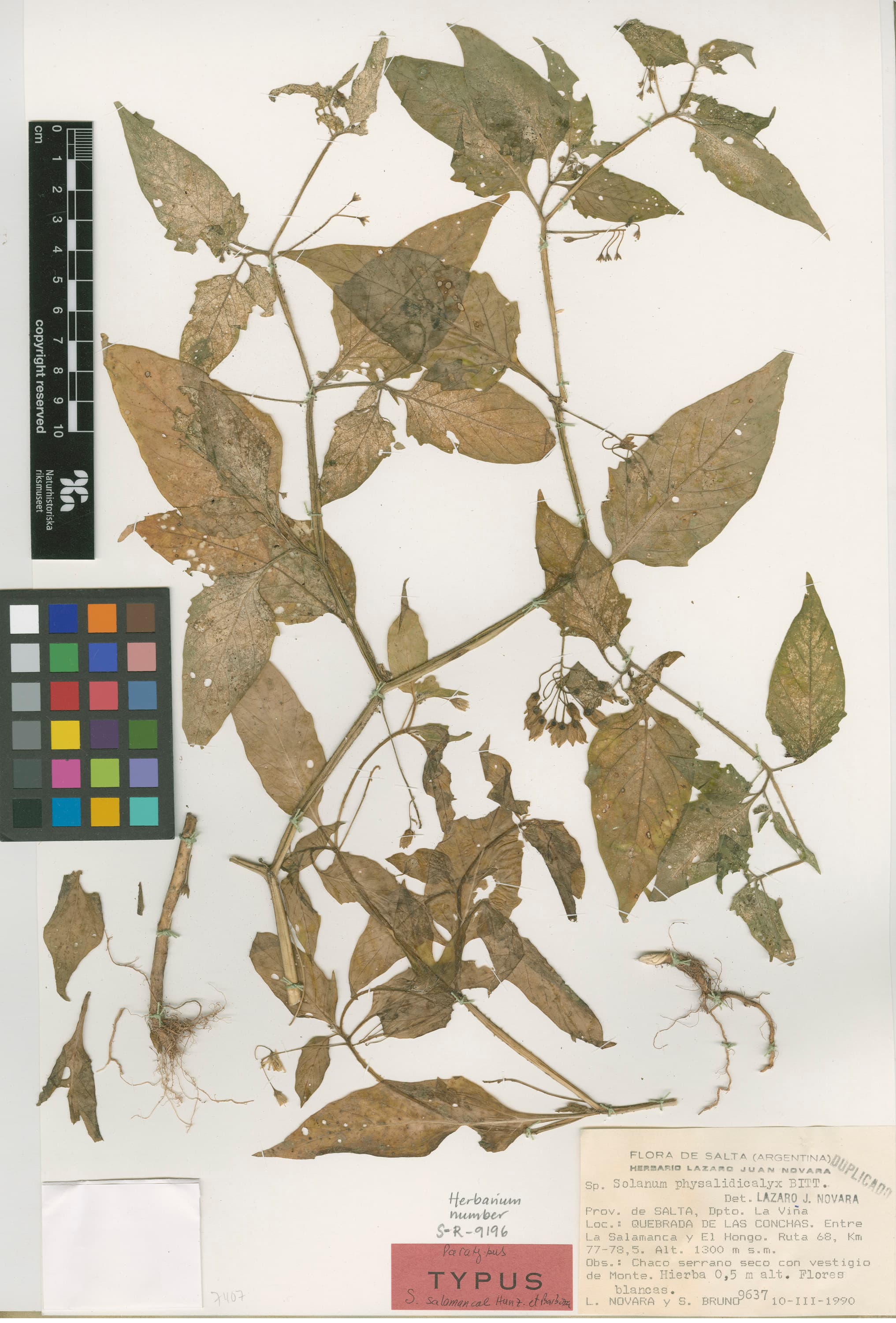 Solanum salamancae