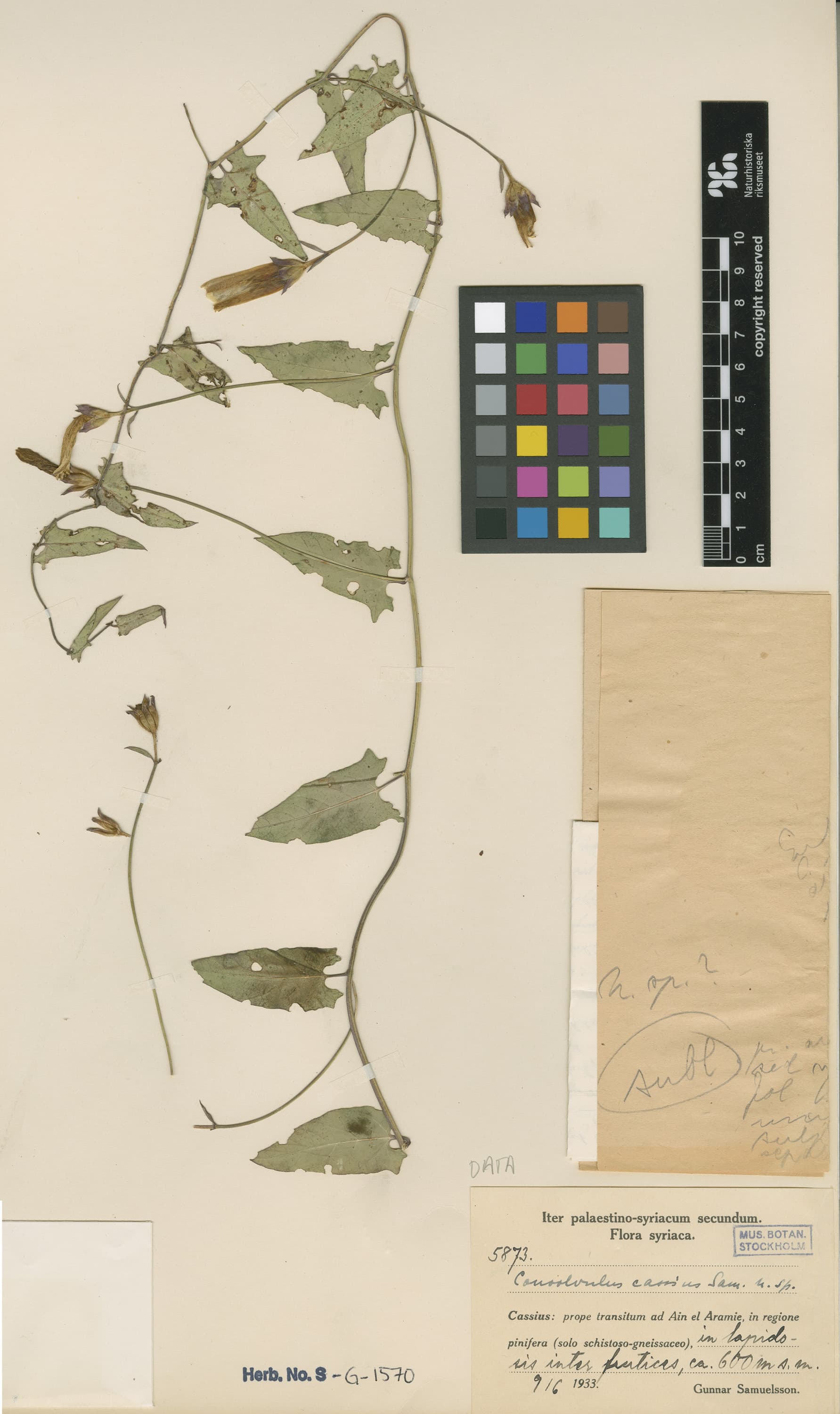 Convolvulus cassius