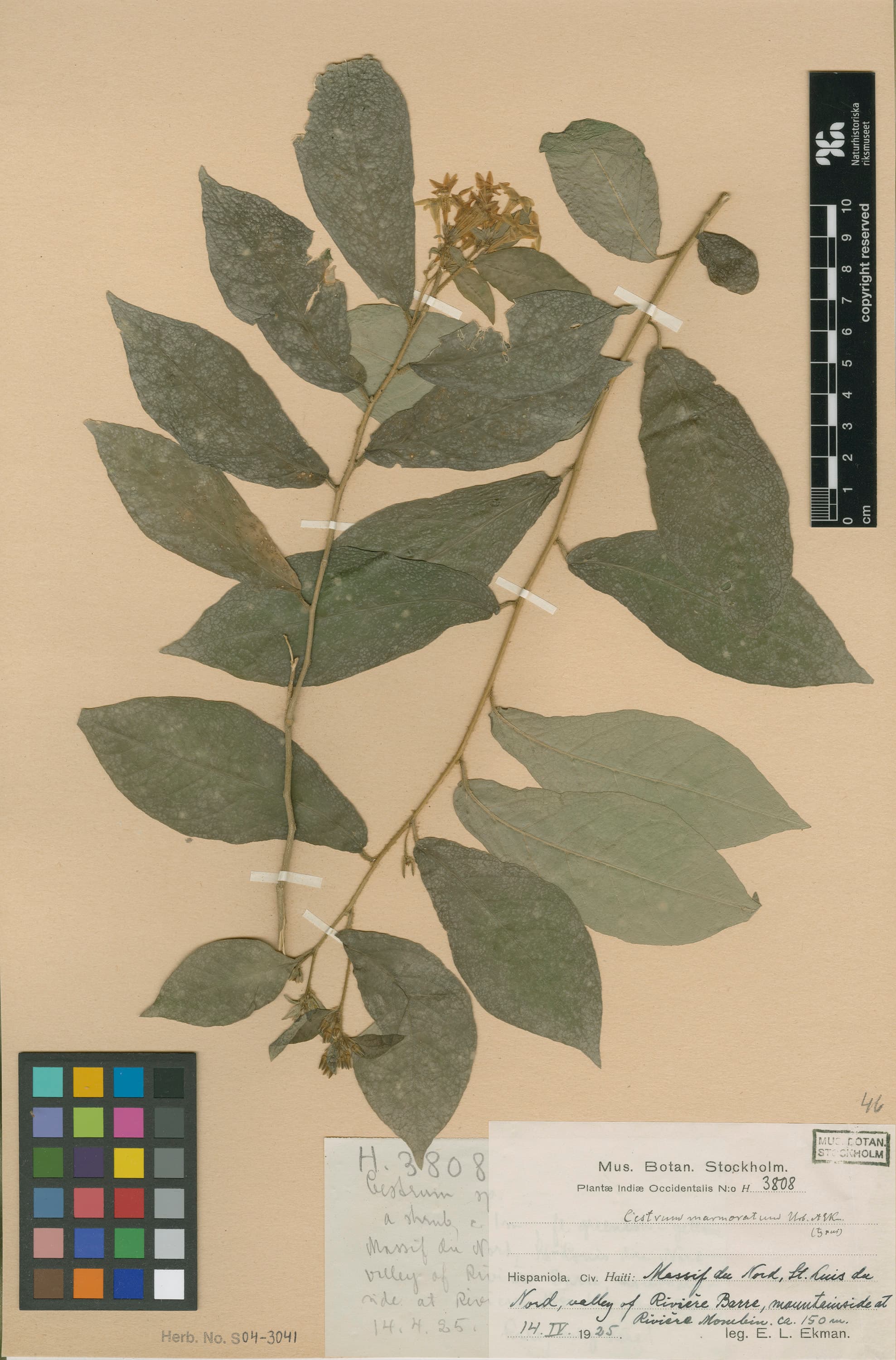 Cestrum marmoratum