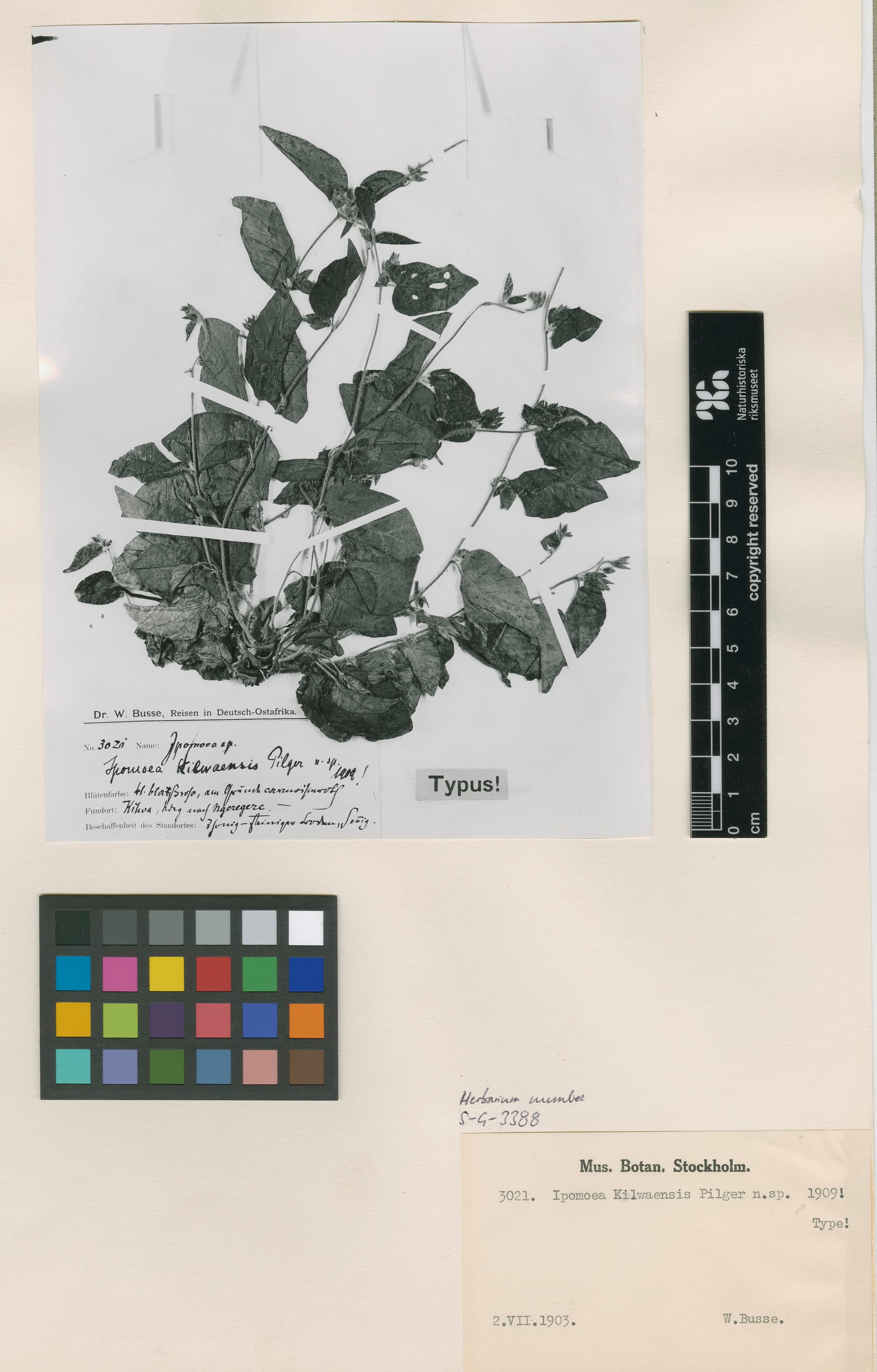 Ipomoea kilwaensis