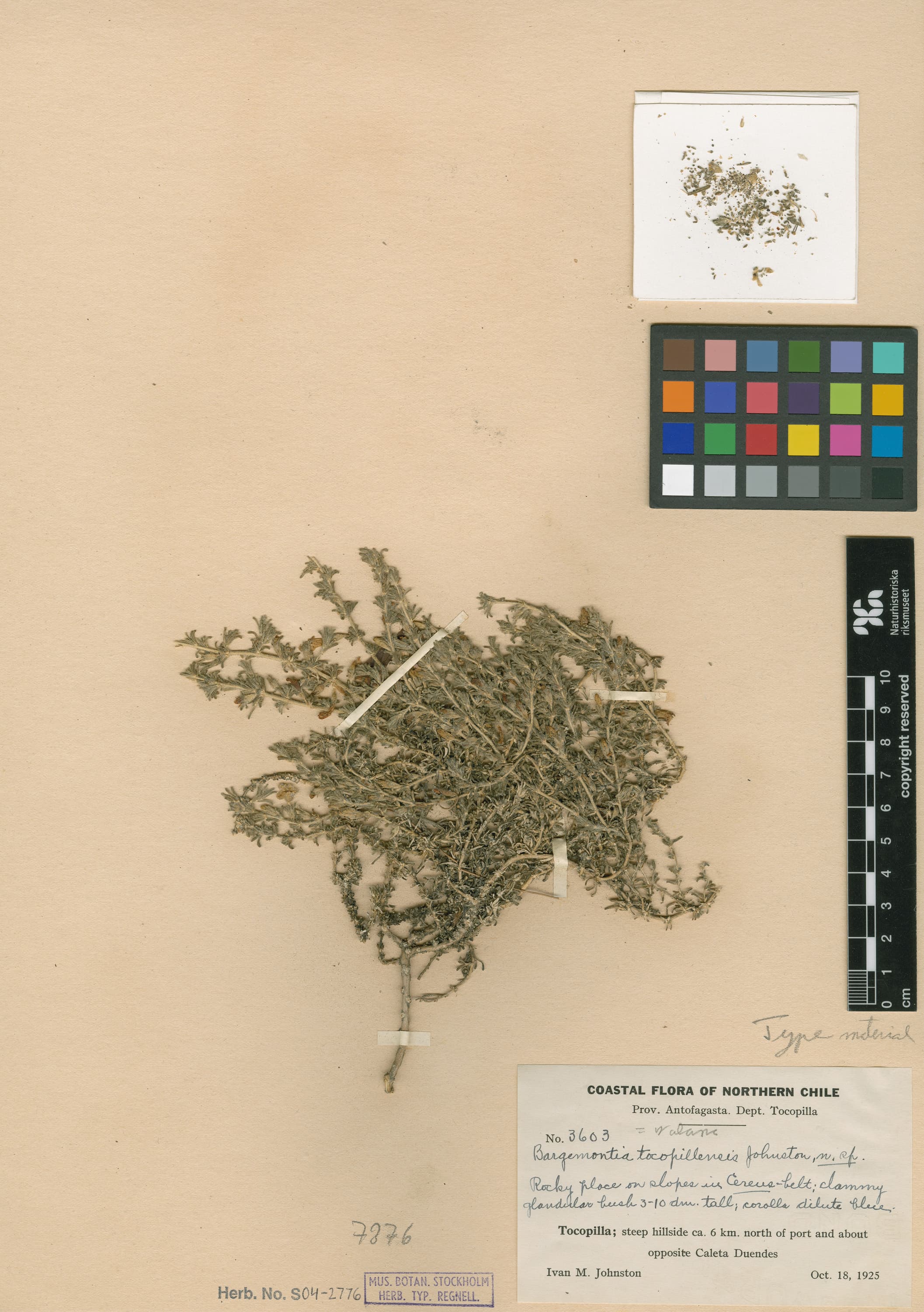 Nolana tocopillensis