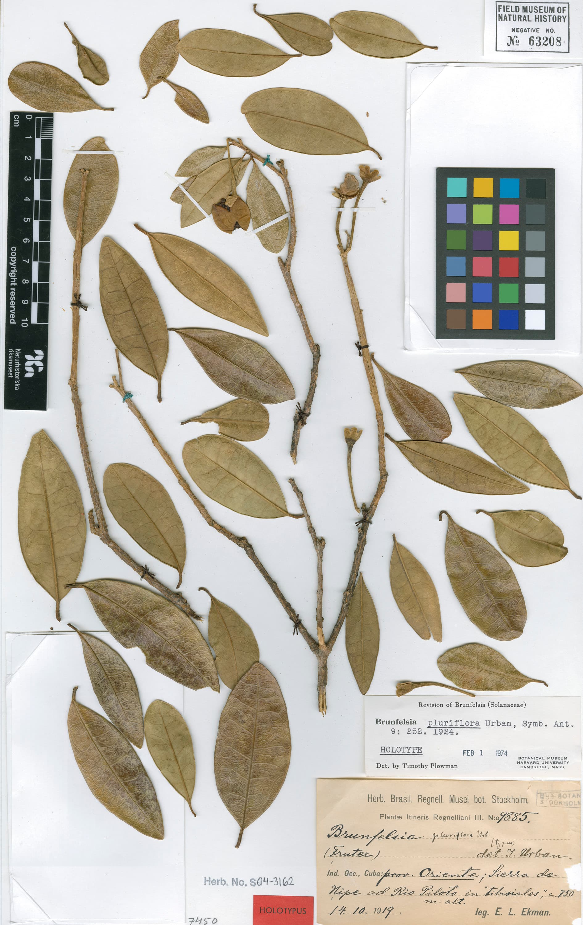 Brunfelsia pluriflora