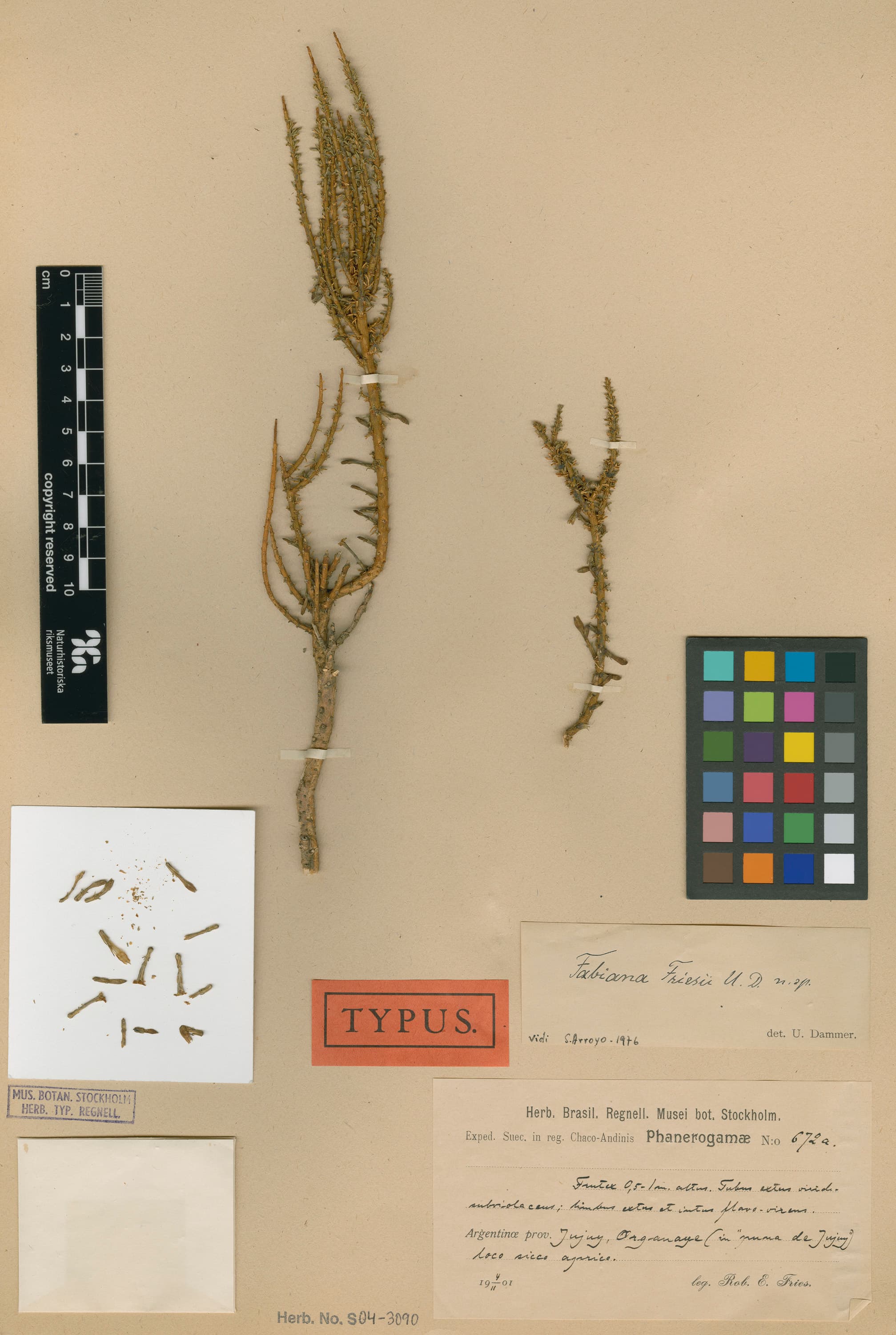 Fabiana friesii