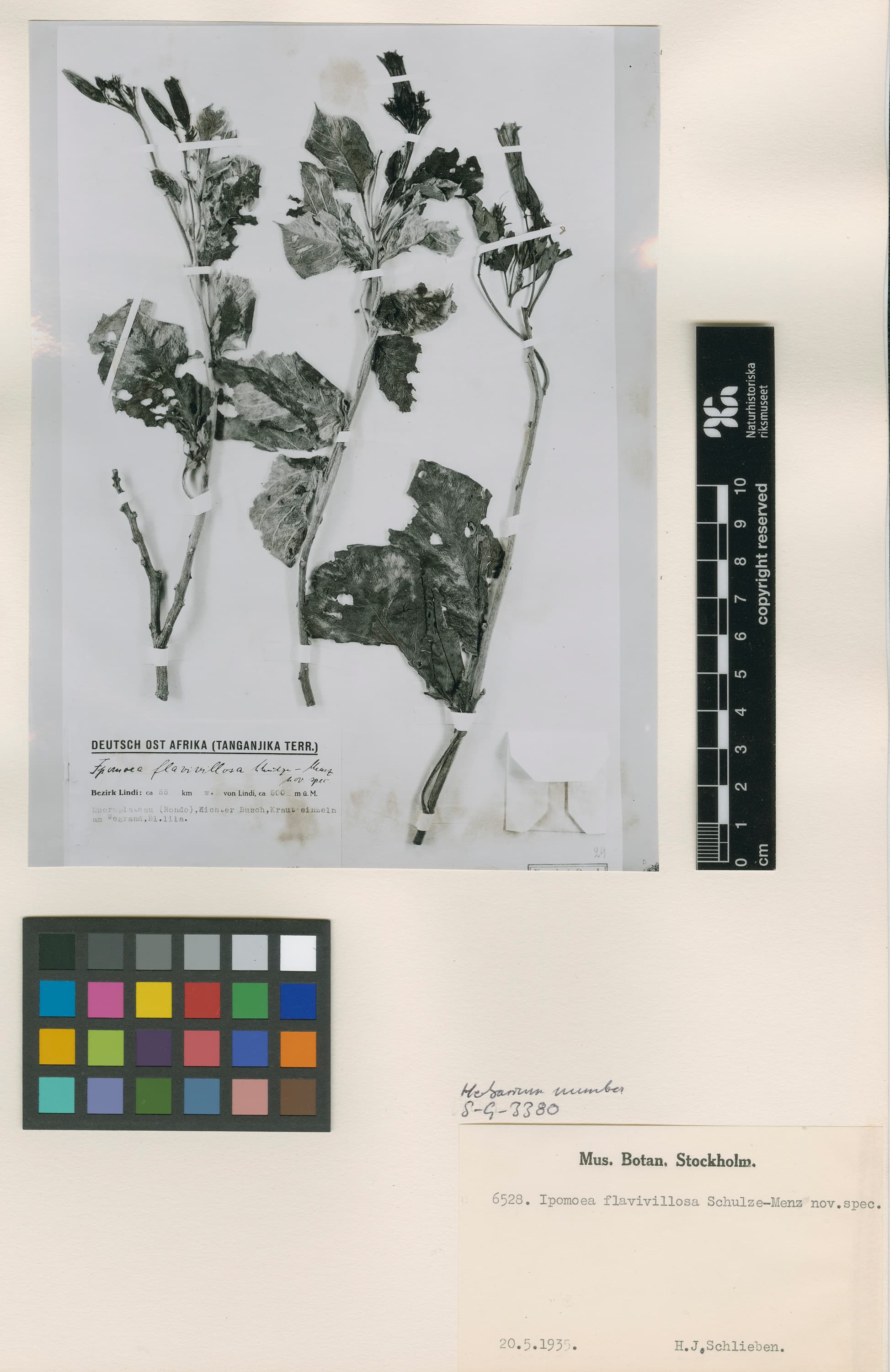 Ipomoea flavivillosa