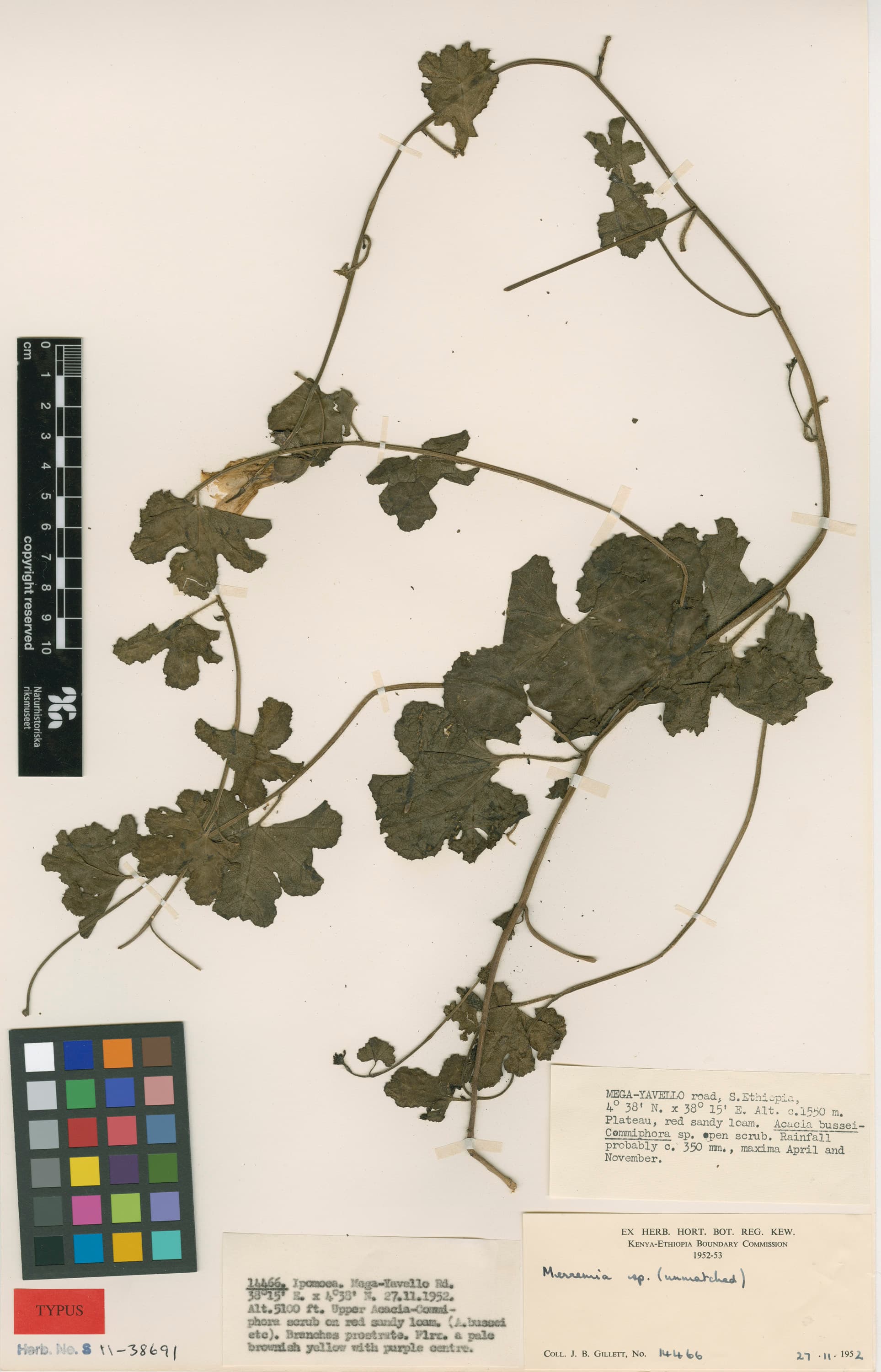 Merremia obtusa