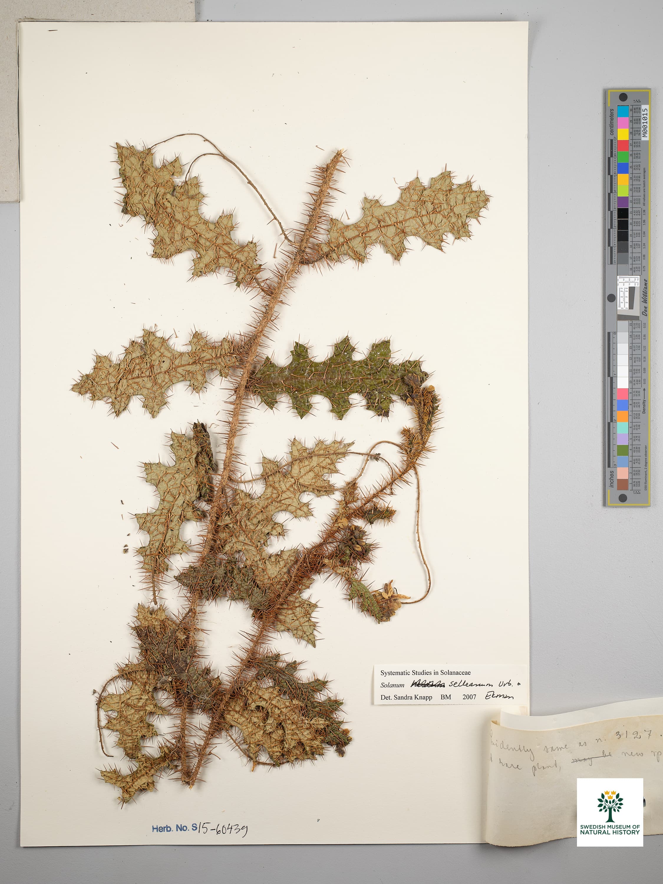 Solanum selleanum