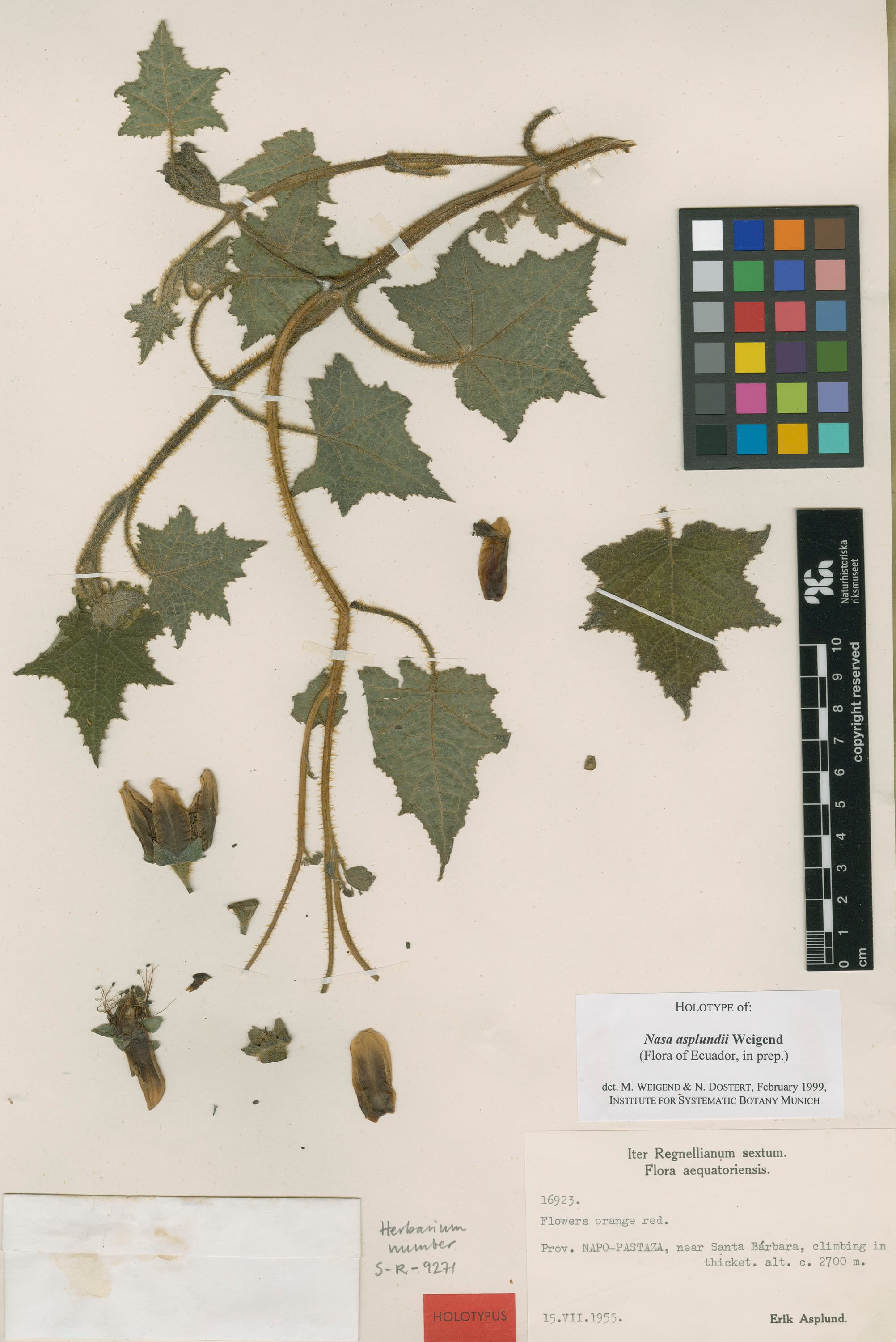 Nasa Asplundii