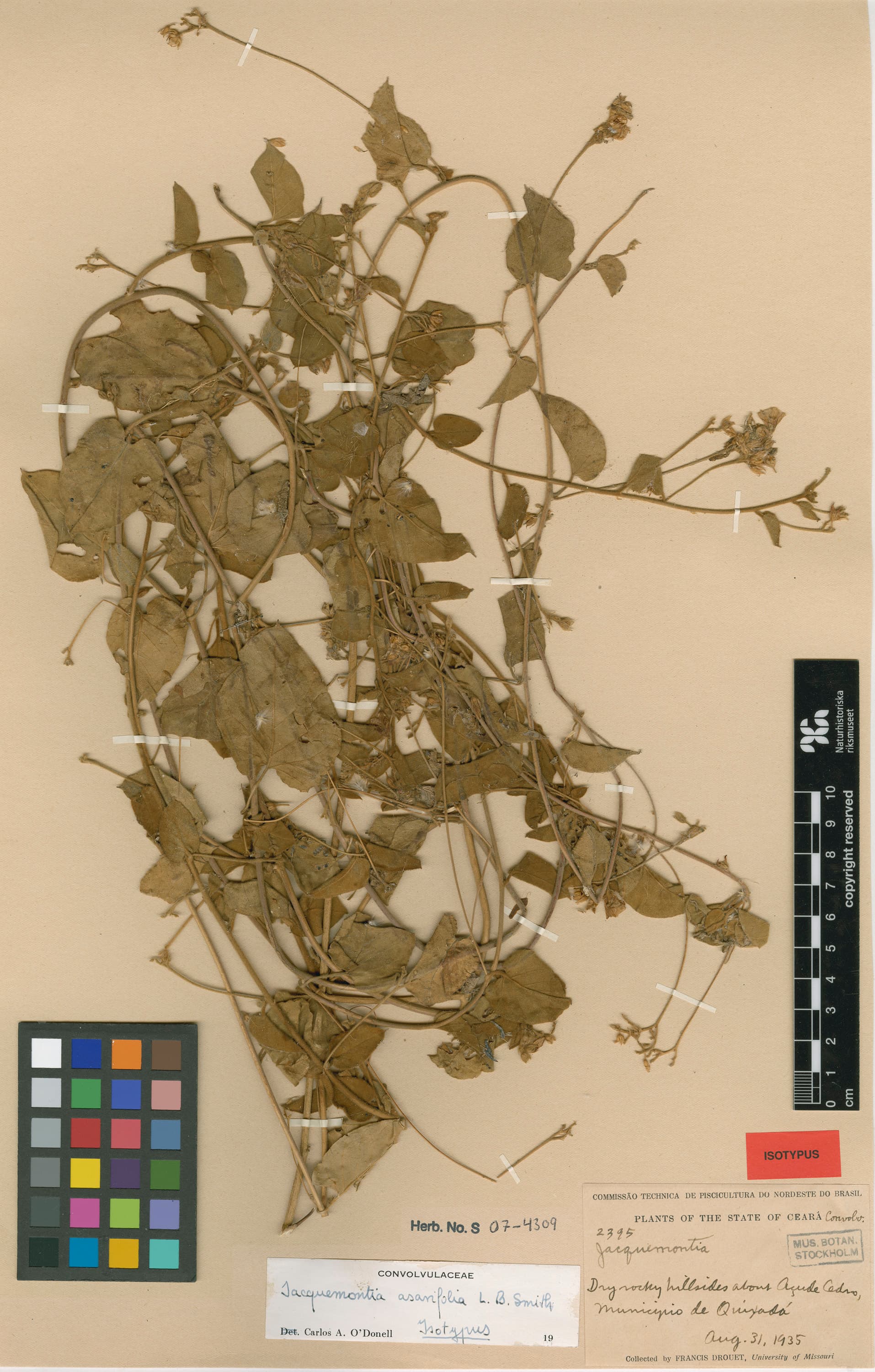 Jacquemontia asarifolia