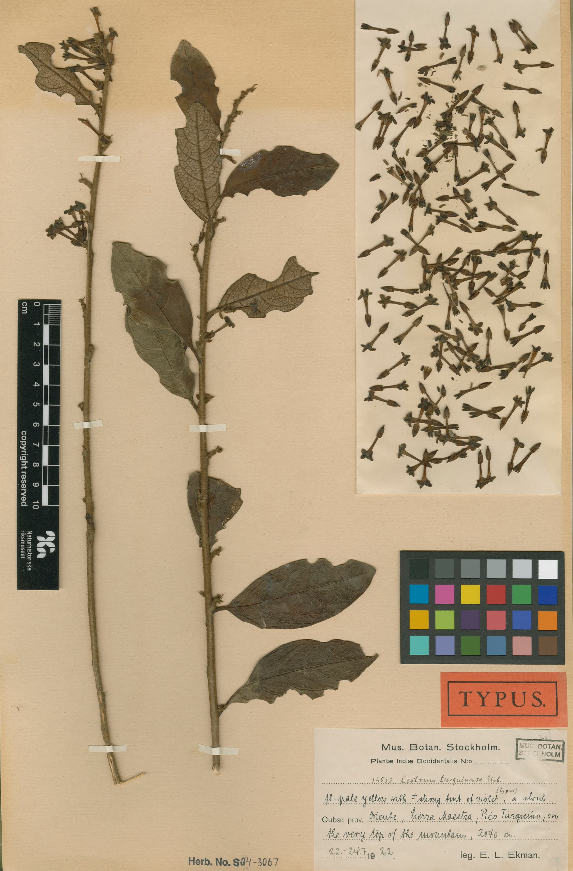 Cestrum turquinense