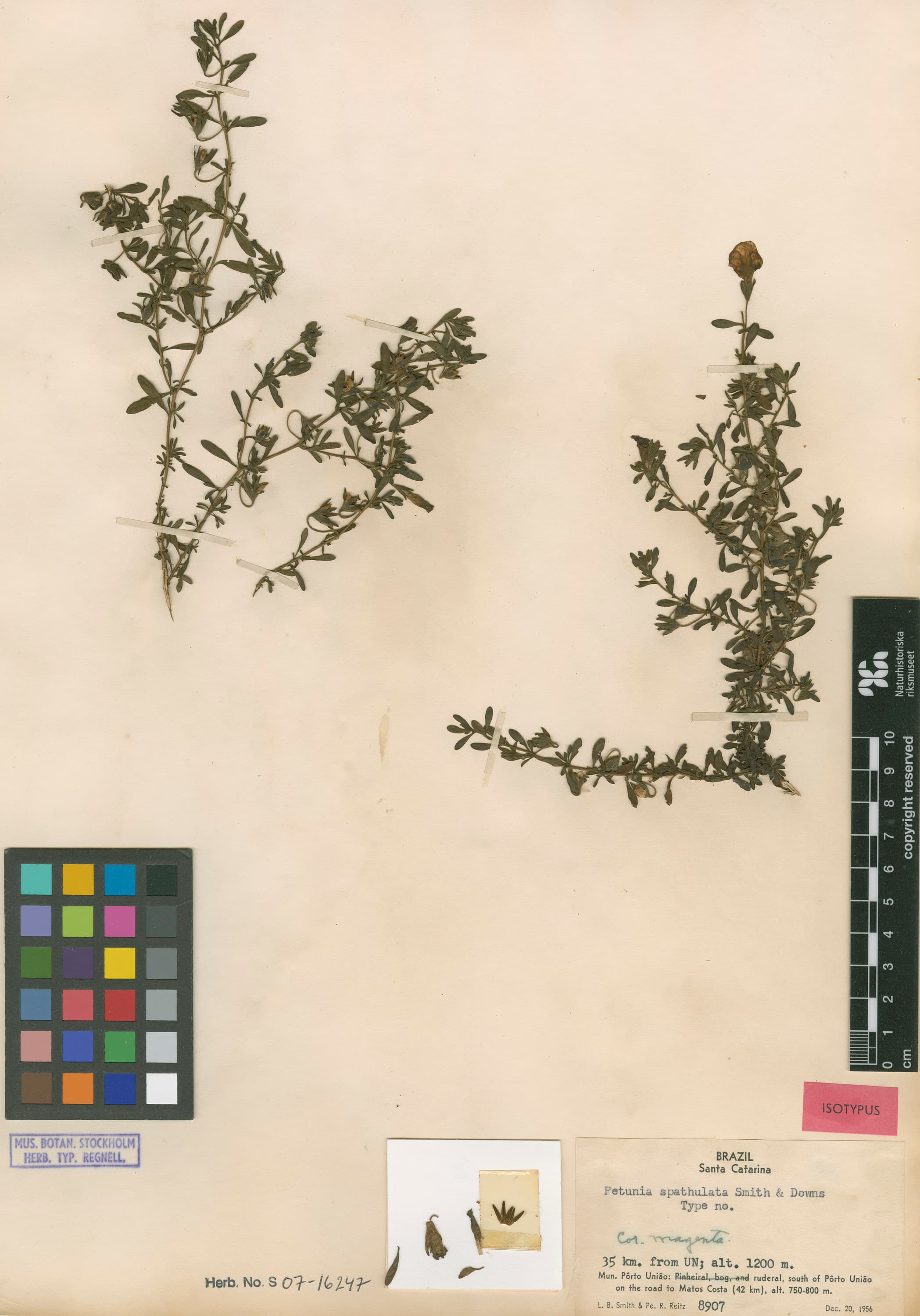 Calibrachoa spathulata