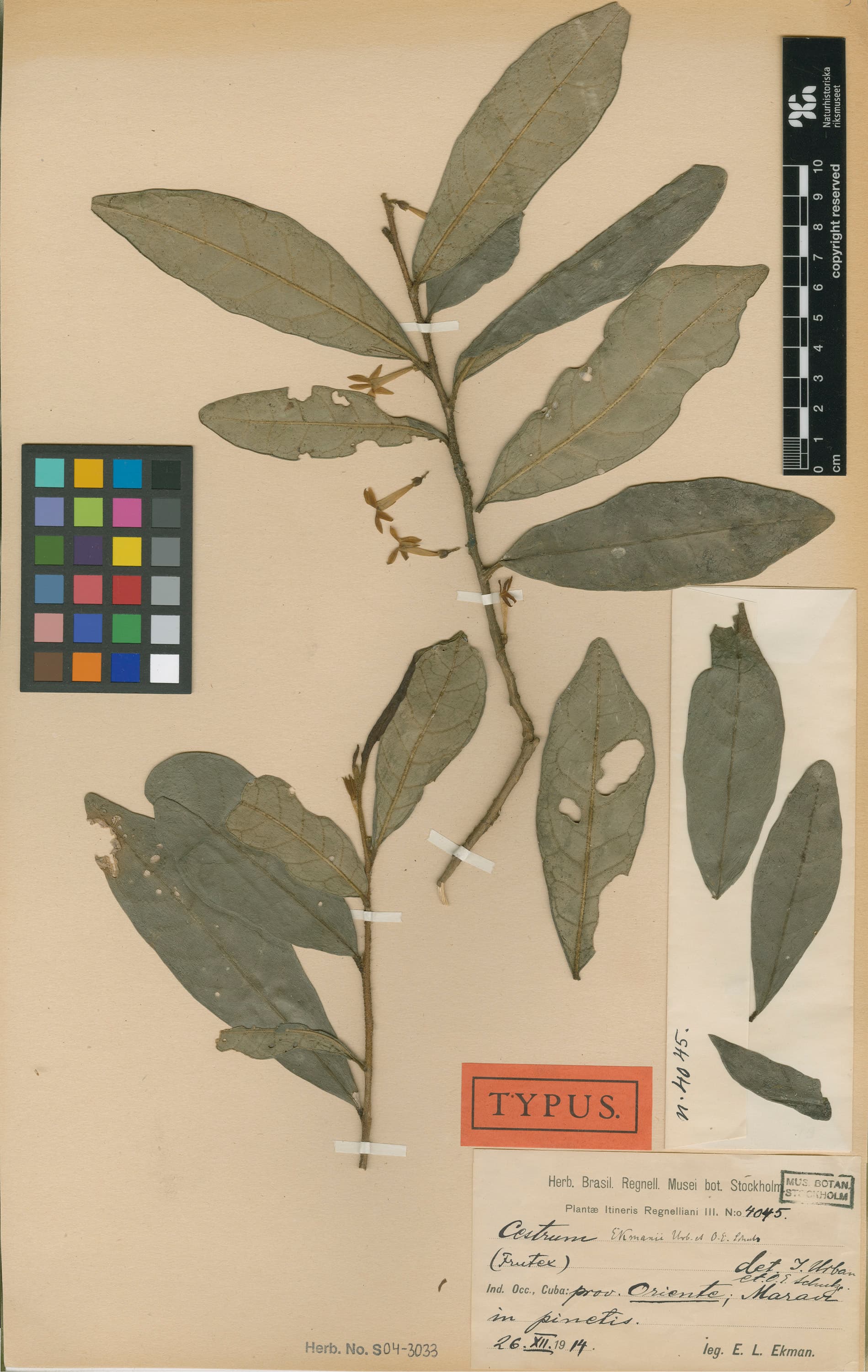 Cestrum ekmanii