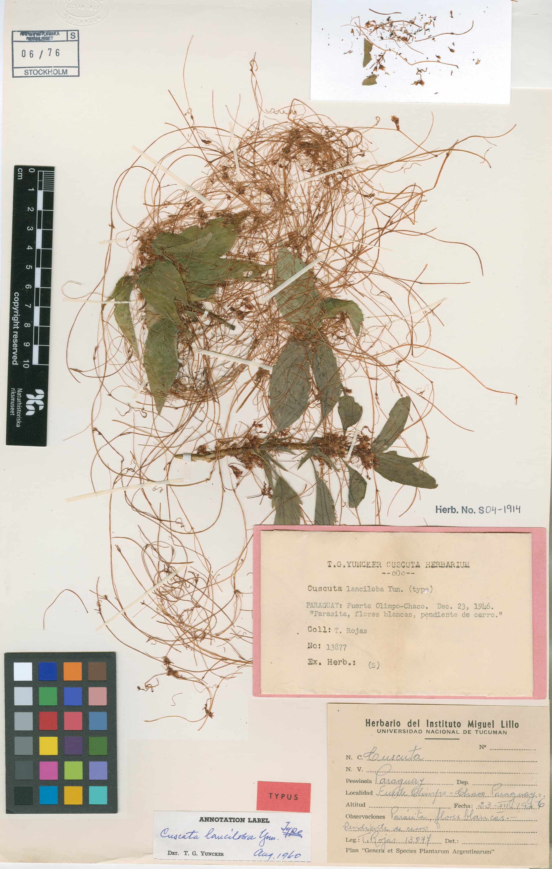 Cuscuta longiloba